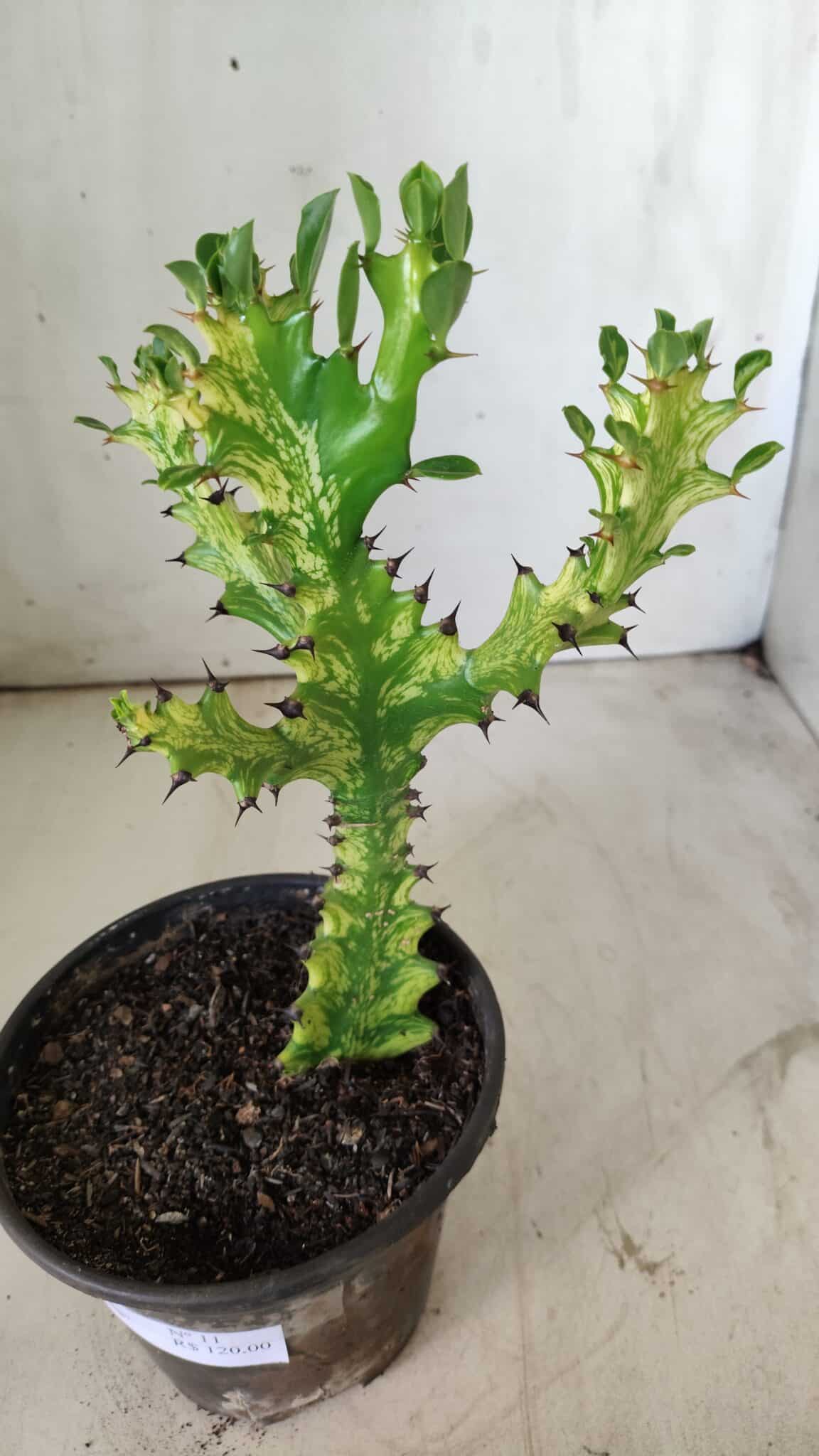 Euphorbia Trigona "Variegata" - Nº 11 - vaso 11 (24cm)