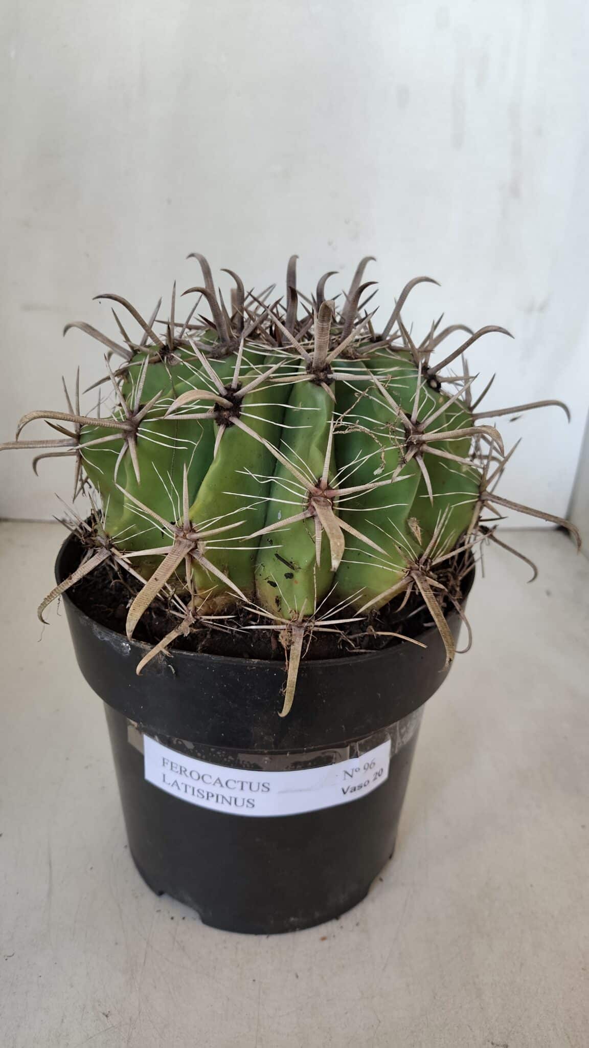 FEROCACTUS LATISPINUS Nº 96 – vaso 20