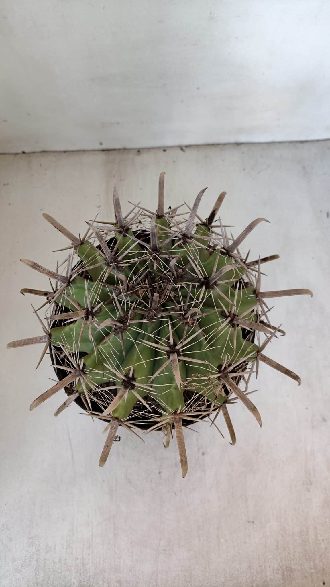 FEROCACTUS LATISPINUS Nº 96 – vaso 20