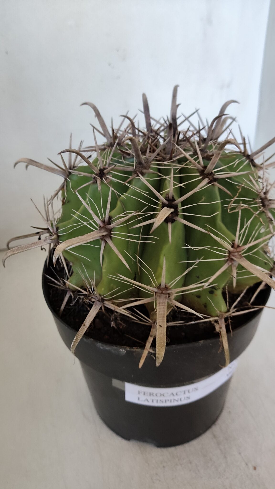 FEROCACTUS LATISPINUS Nº 96 – vaso 20