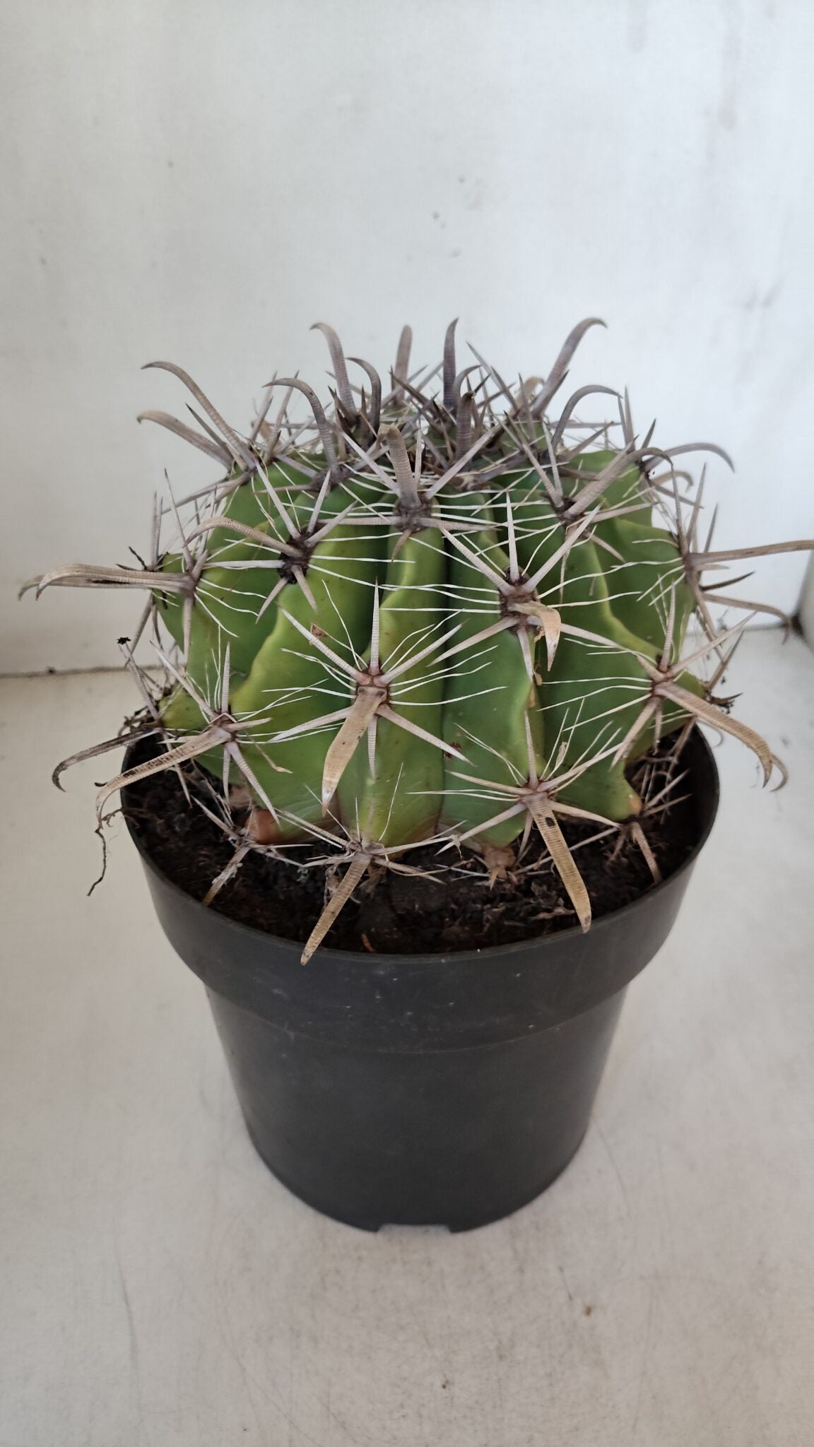 FEROCACTUS LATISPINUS Nº 96 – vaso 20