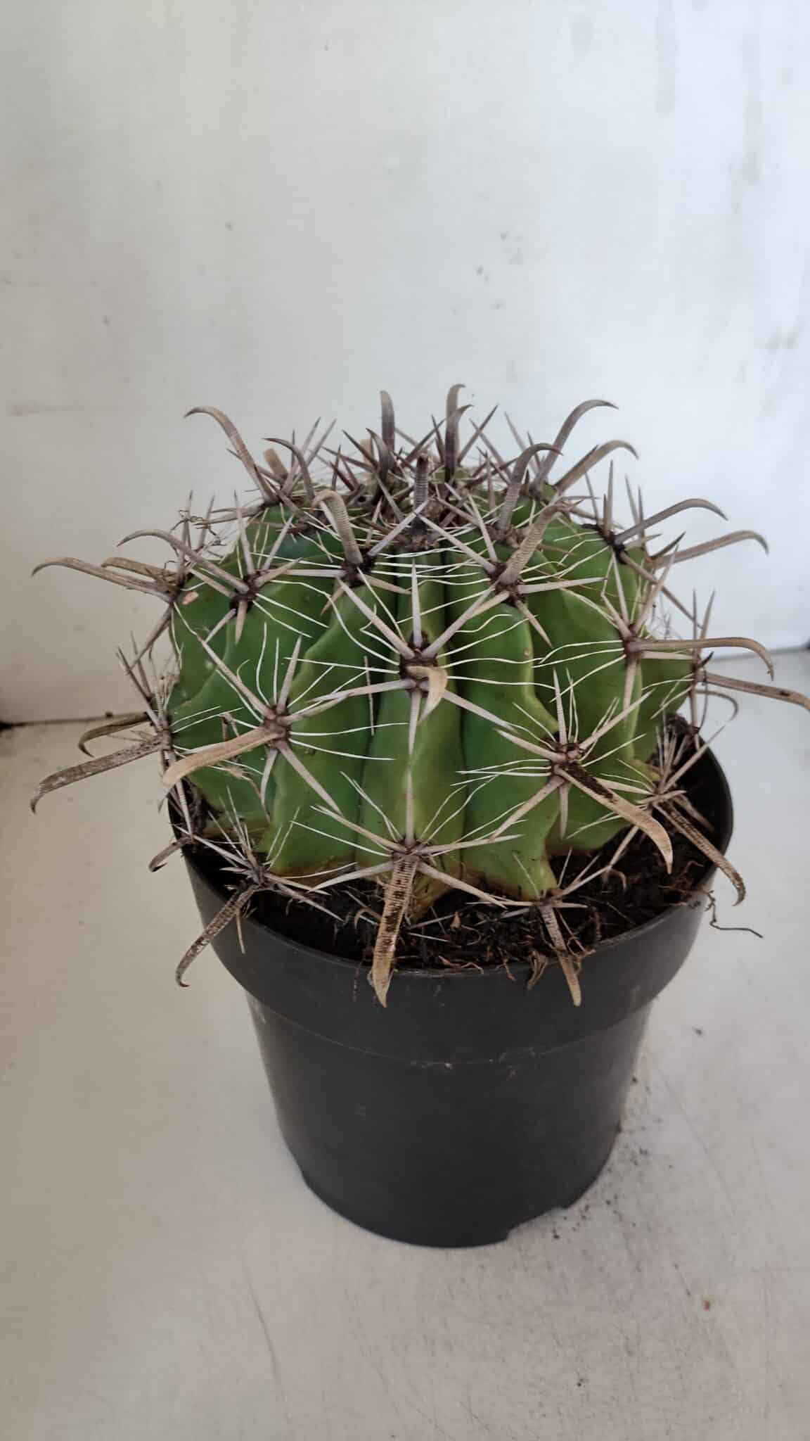 FEROCACTUS LATISPINUS Nº 96 – vaso 20