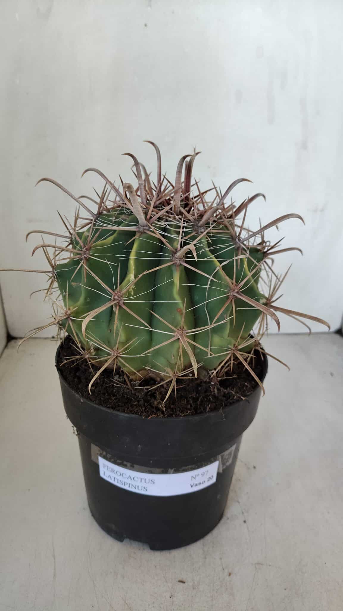 FEROCACTUS LATISPINUS Nº 97 – vaso 20