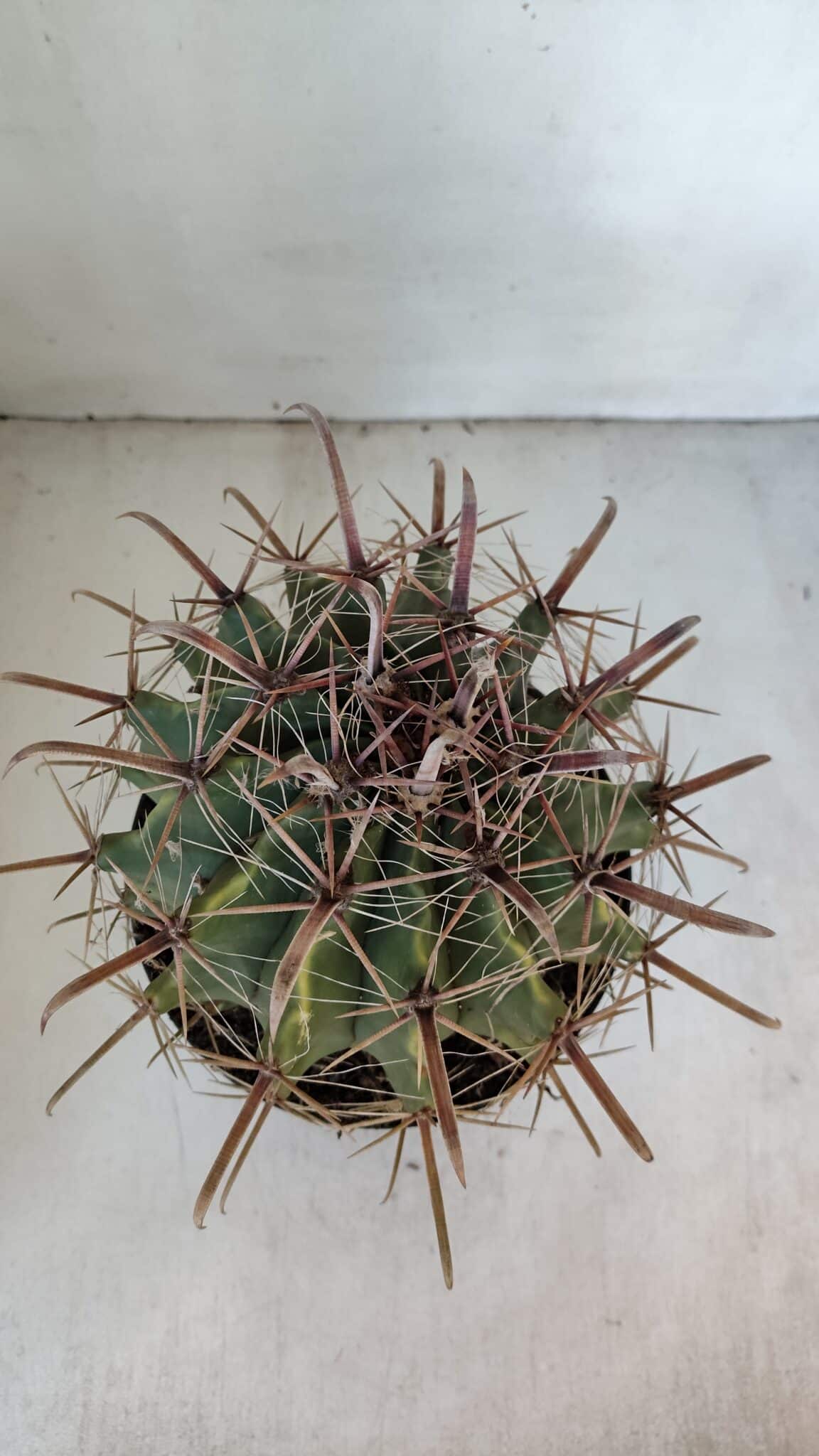 FEROCACTUS LATISPINUS Nº 97 – vaso 20