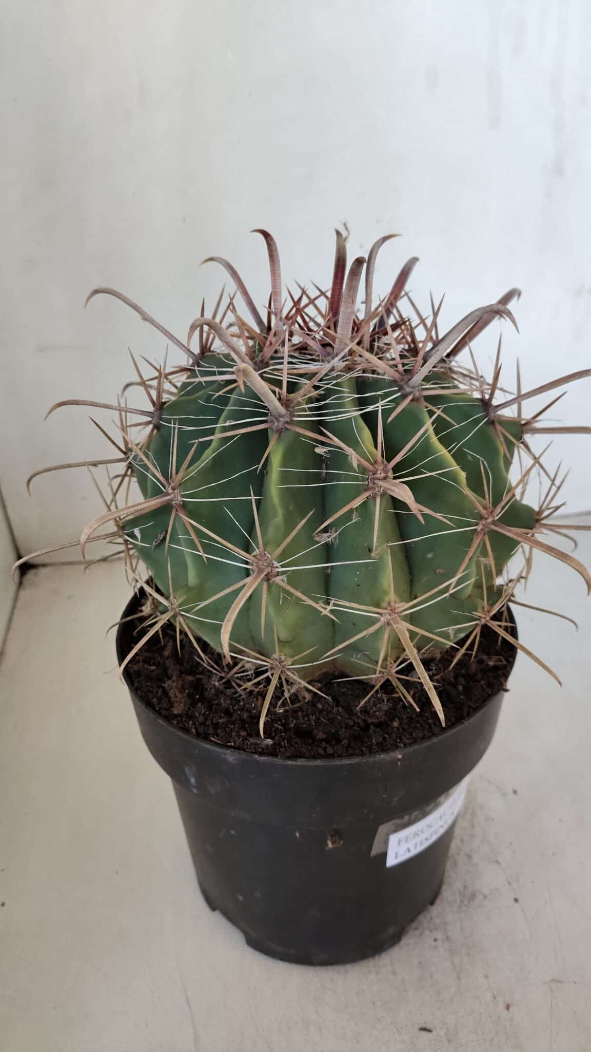 FEROCACTUS LATISPINUS Nº 97 – vaso 20
