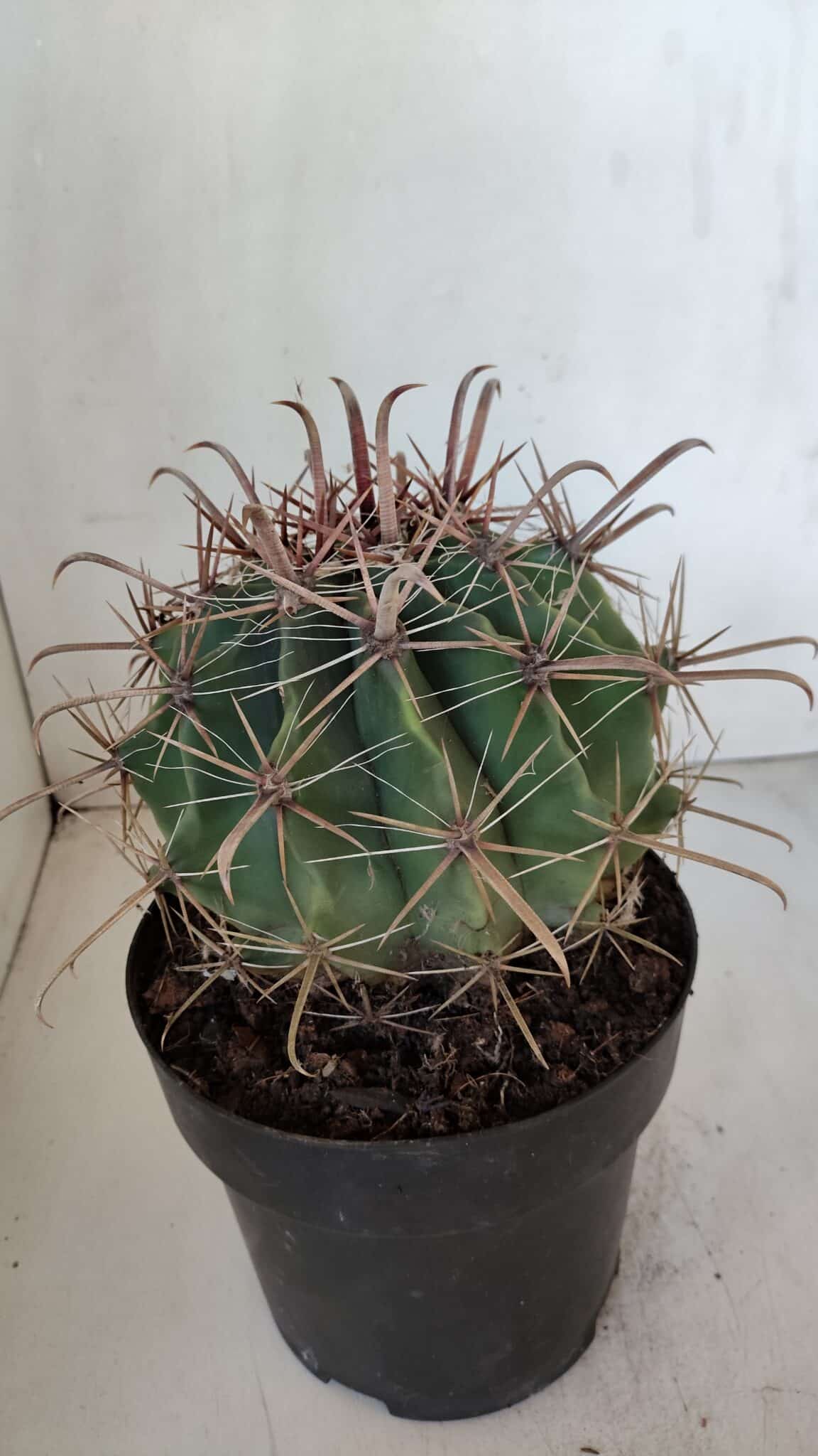 FEROCACTUS LATISPINUS Nº 97 – vaso 20