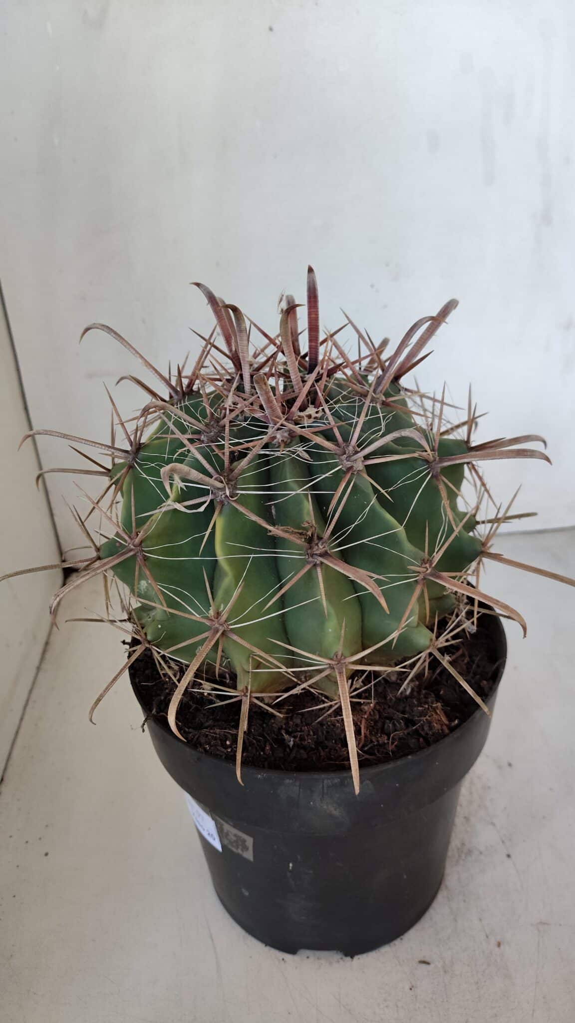 FEROCACTUS LATISPINUS Nº 97 – vaso 20