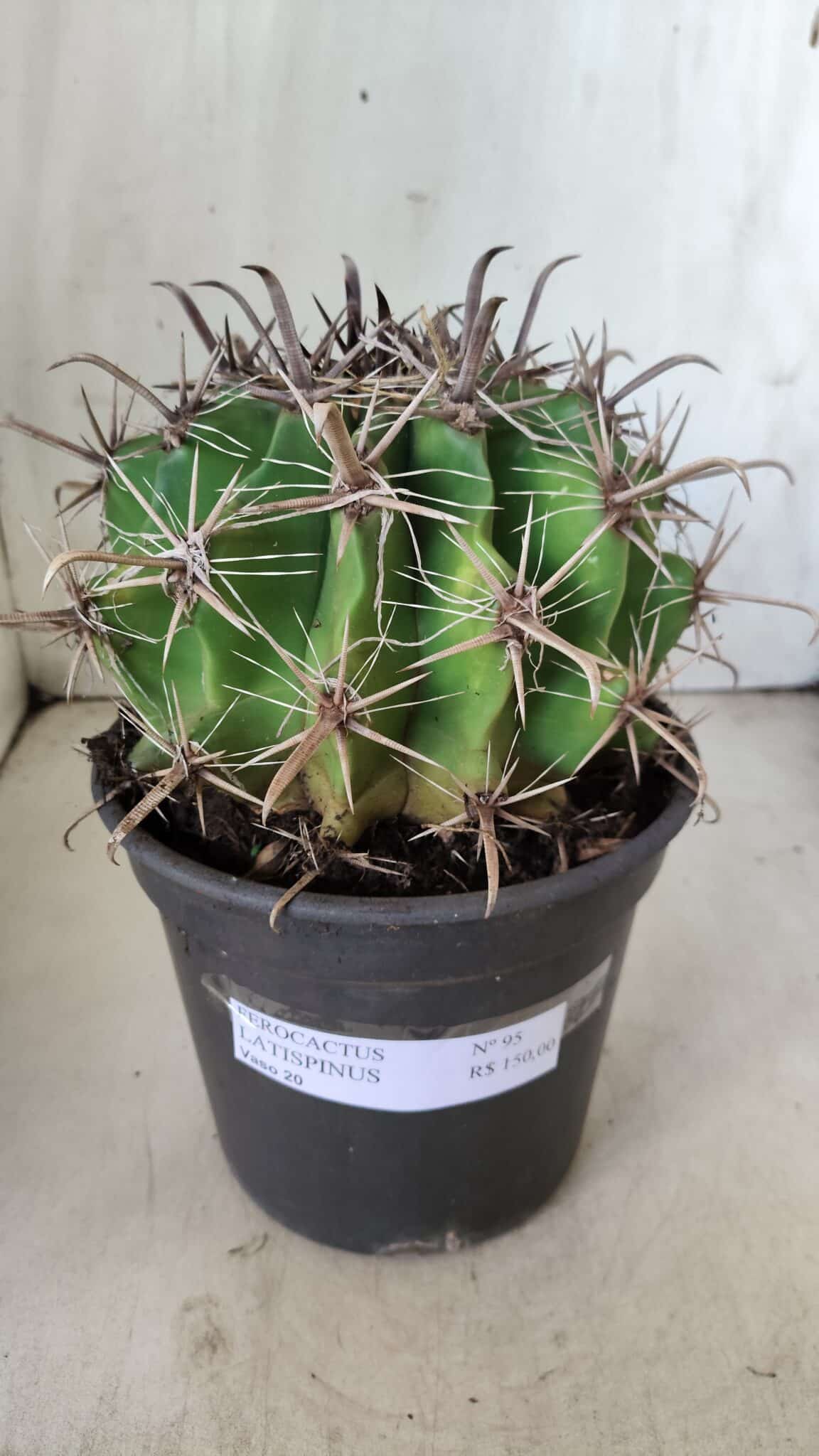 FEROCACTUS LATISPINUS Nº 95 – vaso 20