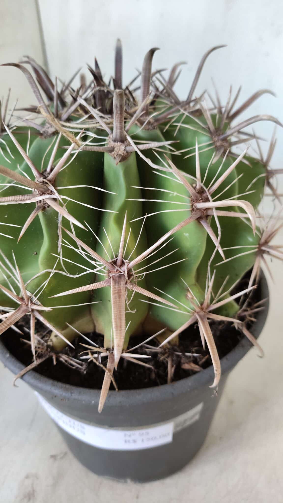 FEROCACTUS LATISPINUS Nº 95 – vaso 20