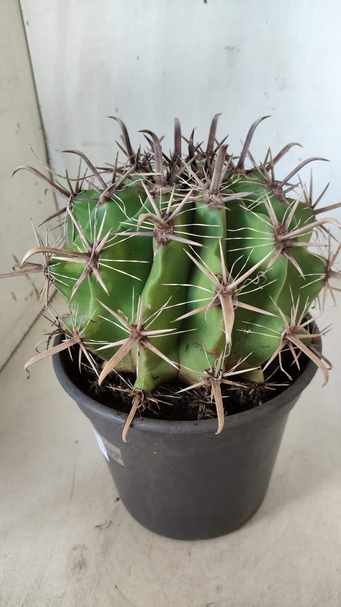 FEROCACTUS LATISPINUS Nº 95 – vaso 20