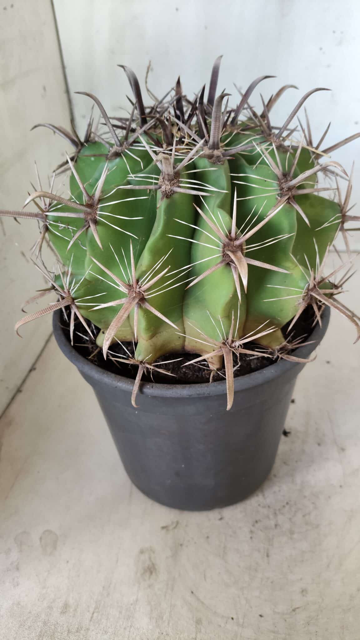 FEROCACTUS LATISPINUS Nº 95 – vaso 20