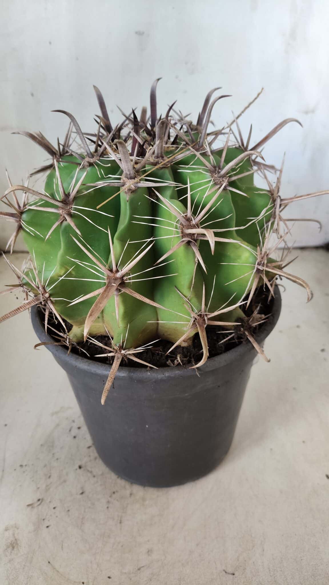 FEROCACTUS LATISPINUS Nº 95 – vaso 20