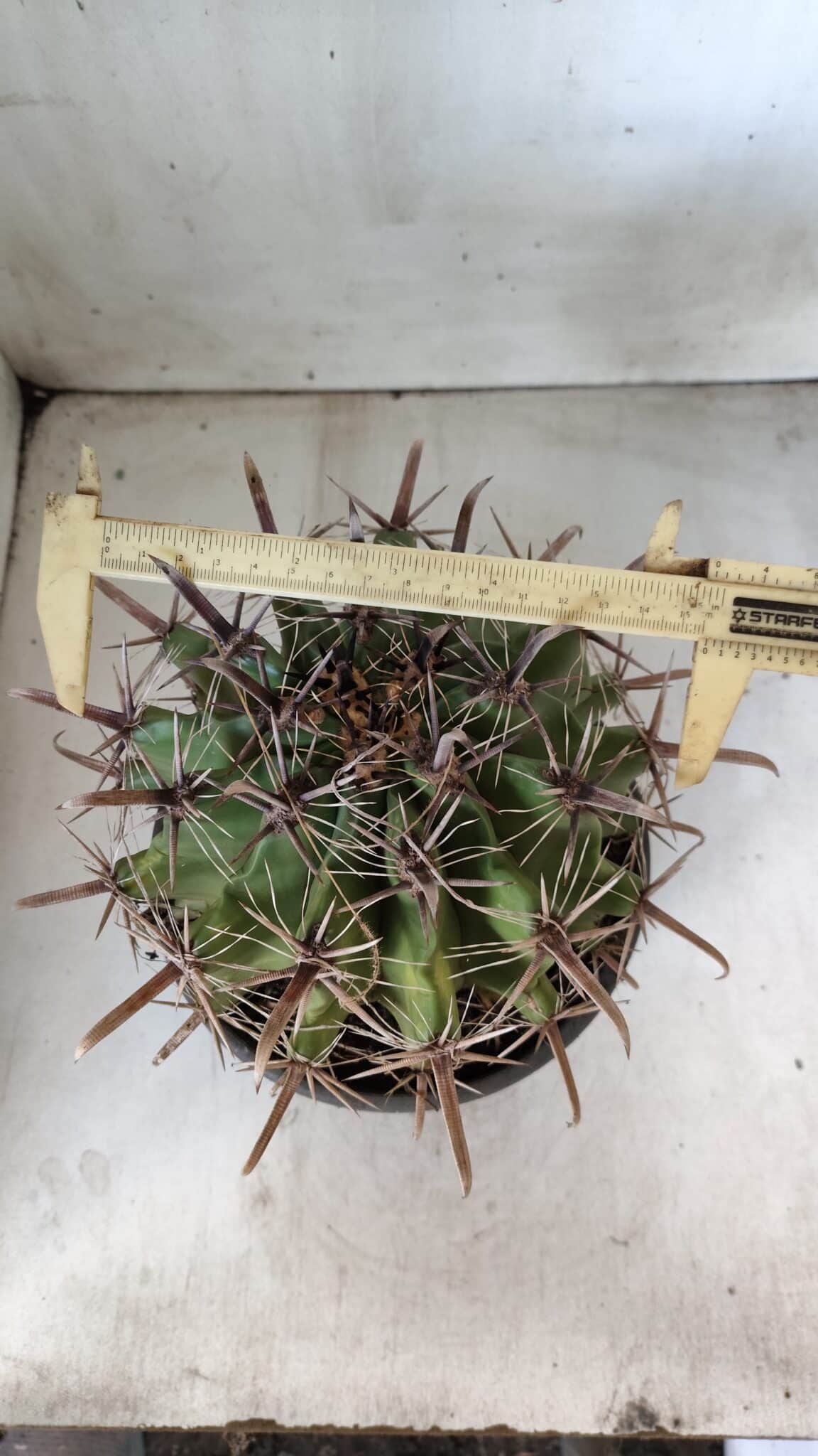FEROCACTUS LATISPINUS Nº 95 – vaso 20