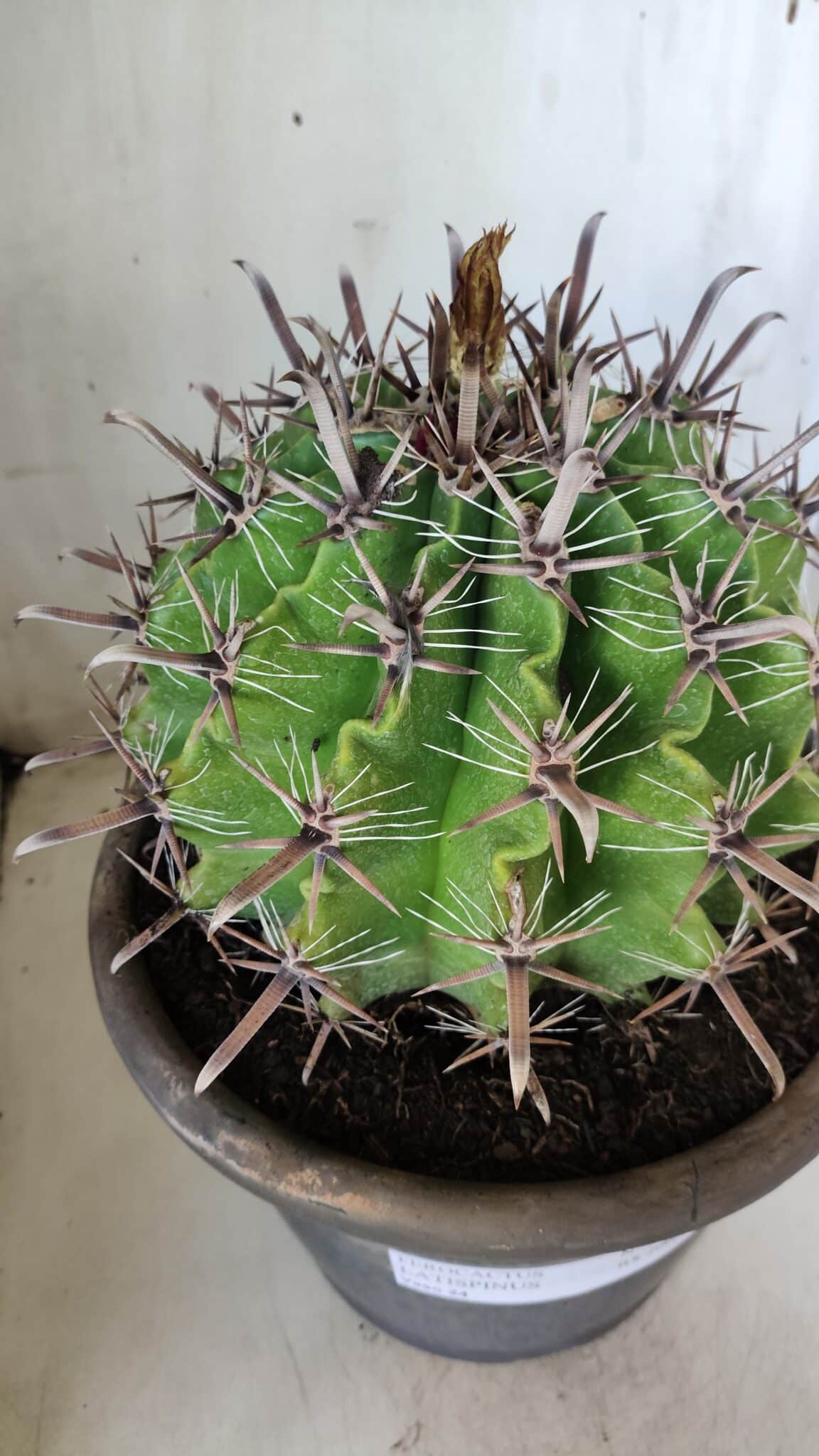 FEROCACTUS LATISPINUS Nº 97 – vaso 24