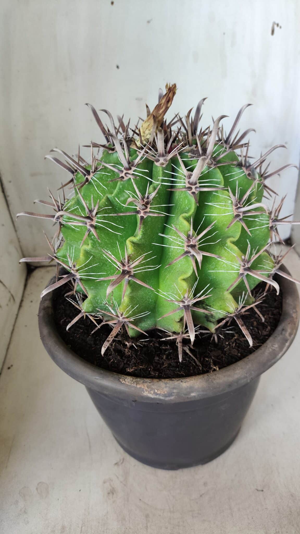 FEROCACTUS LATISPINUS Nº 97 – vaso 24