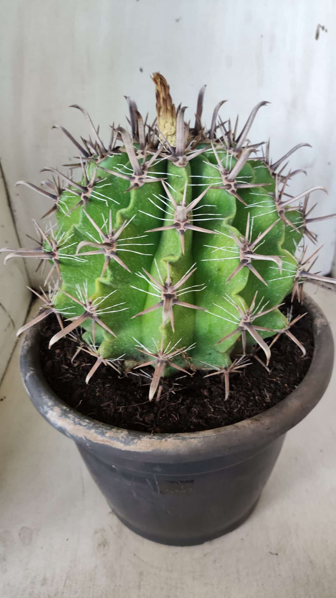 FEROCACTUS LATISPINUS Nº 97 – vaso 24