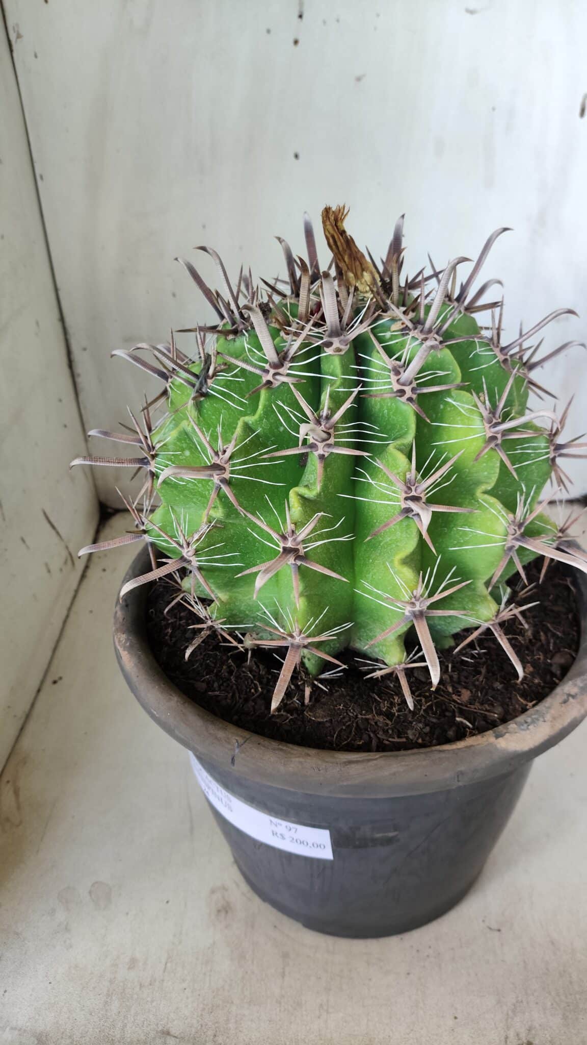 FEROCACTUS LATISPINUS Nº 97 – vaso 24