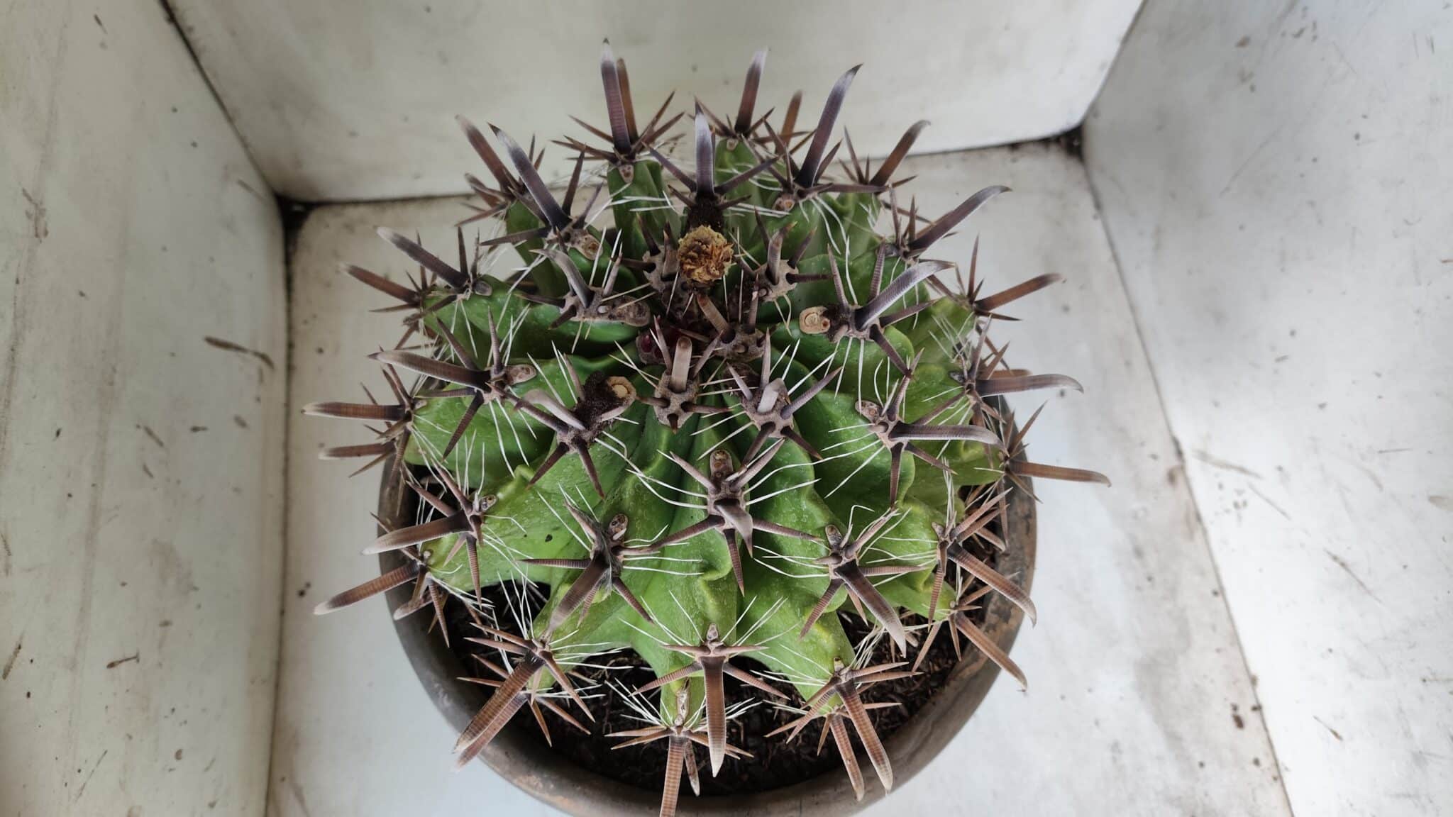 FEROCACTUS LATISPINUS Nº 97 – vaso 24