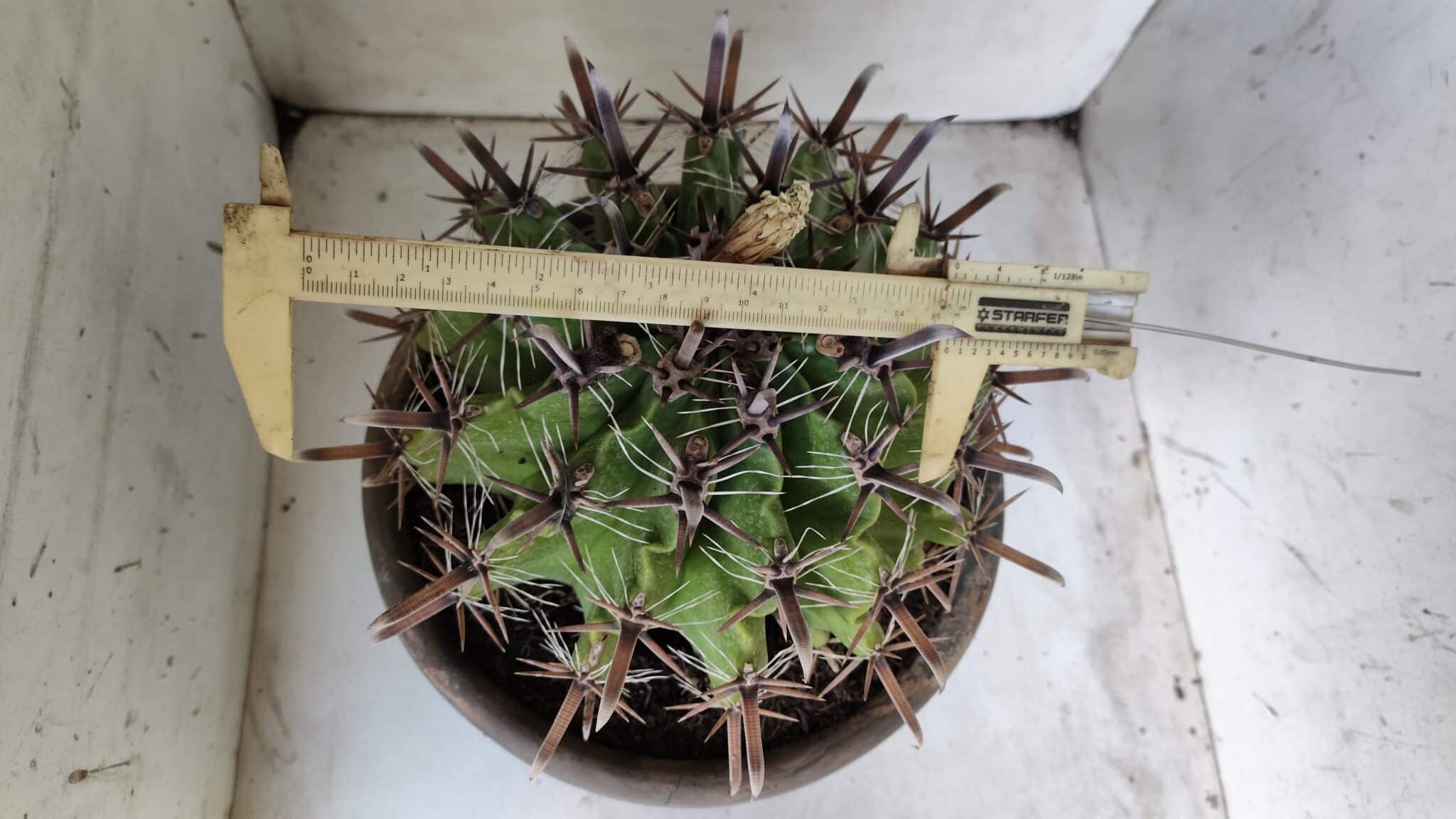 FEROCACTUS LATISPINUS Nº 97 – vaso 24