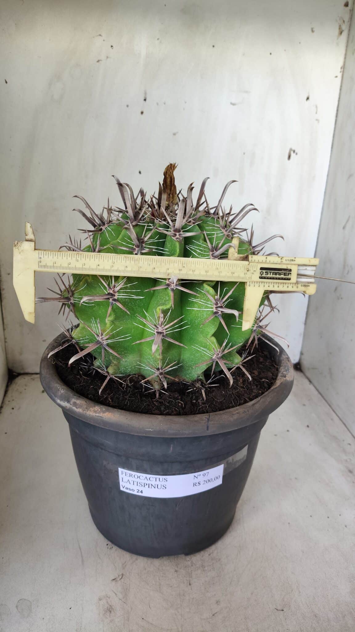 FEROCACTUS LATISPINUS Nº 97 – vaso 24