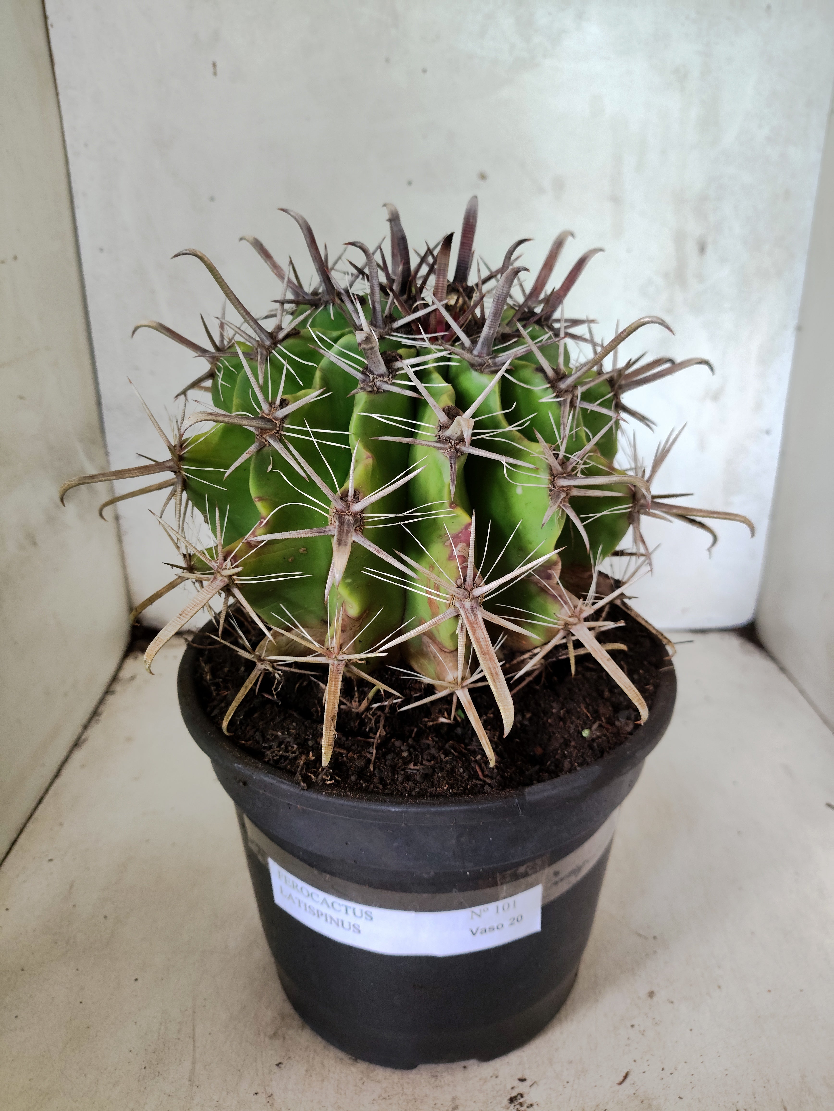 FEROCACTUS LATISPINUS Nº 101 – vaso 20