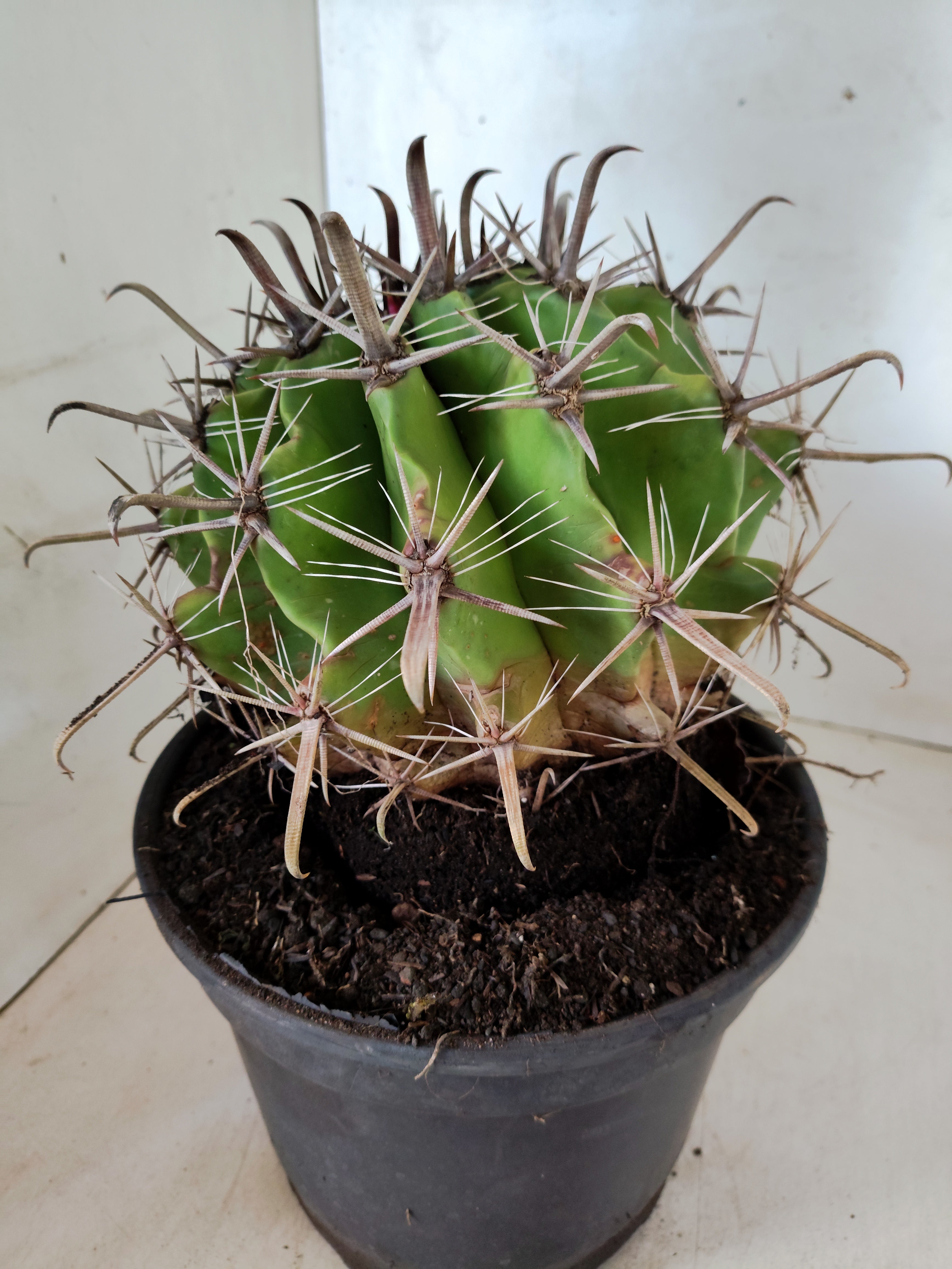 FEROCACTUS LATISPINUS Nº 101 – vaso 20