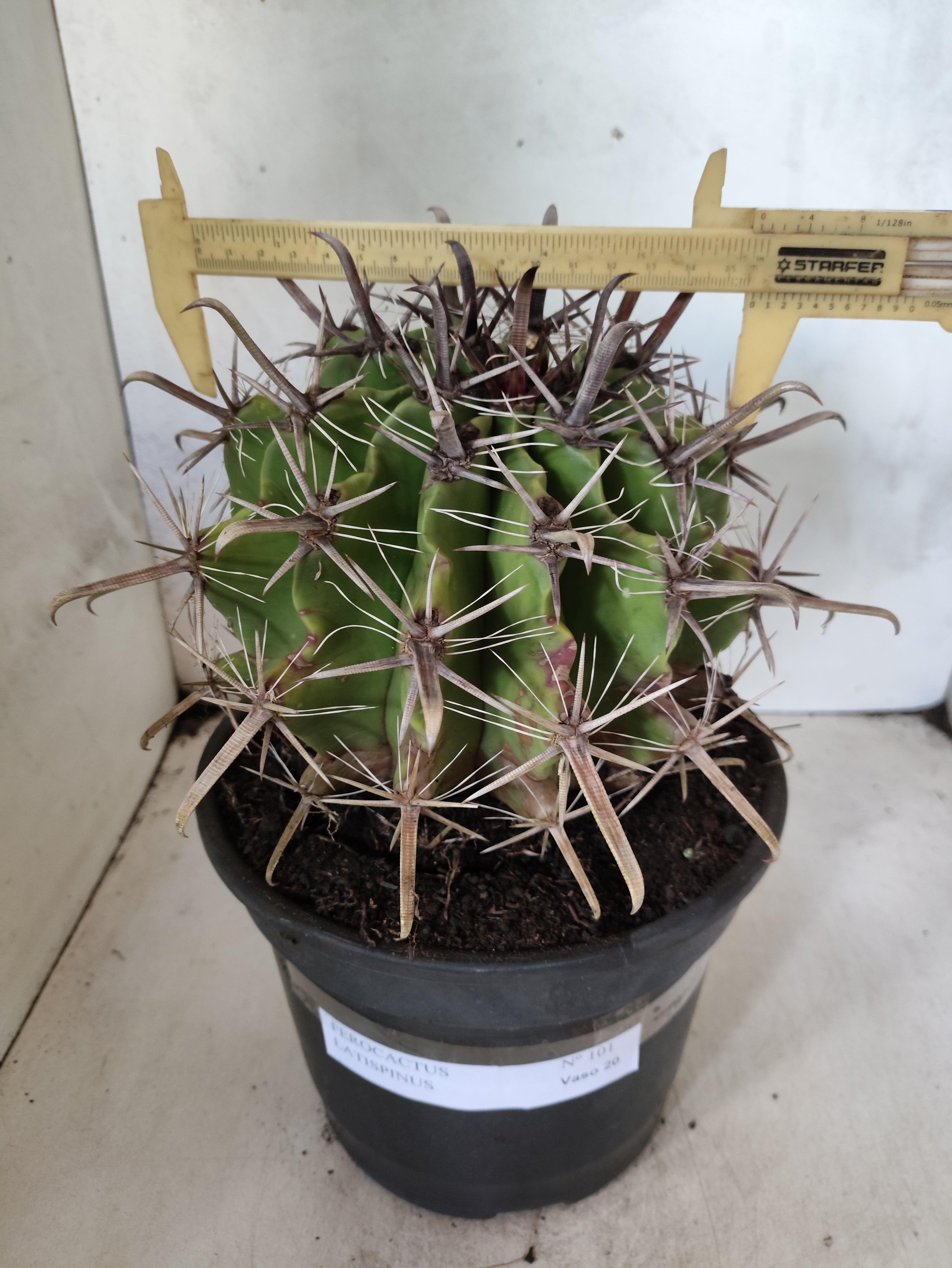FEROCACTUS LATISPINUS Nº 101 – vaso 20