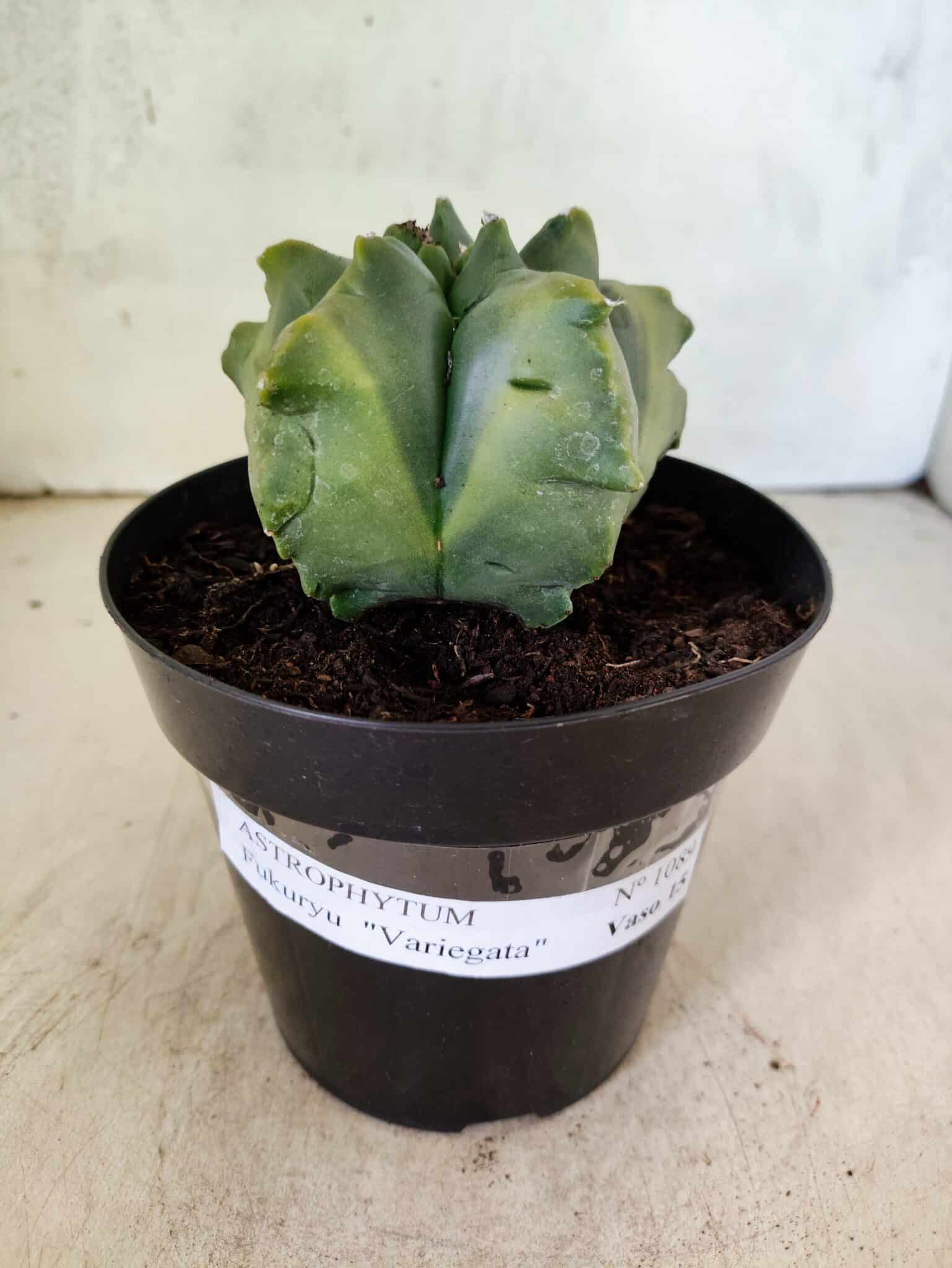 MATRIZ ASTROPHYTUM Myriostigma FUKURYU "VARIEGATA" Nº 1089 – vaso 15 - foto 2