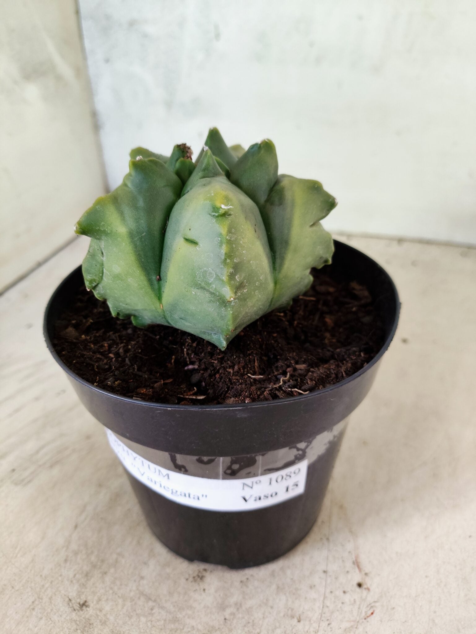 MATRIZ ASTROPHYTUM Myriostigma FUKURYU "VARIEGATA" Nº 1089 – vaso 15 - foto 10
