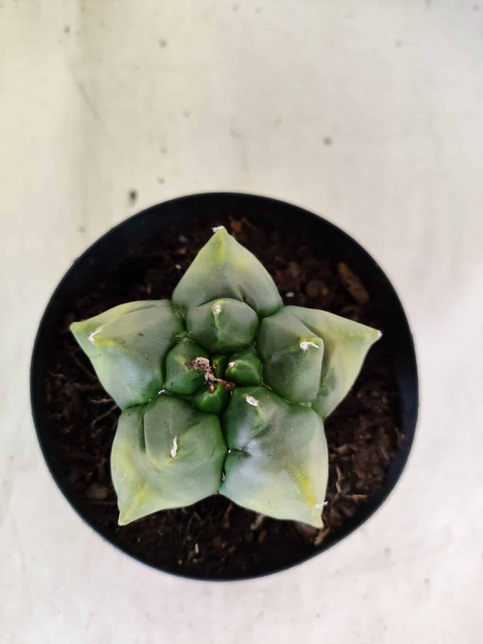 MATRIZ ASTROPHYTUM Myriostigma FUKURYU "VARIEGATA" Nº 1089 – vaso 15 - foto 3