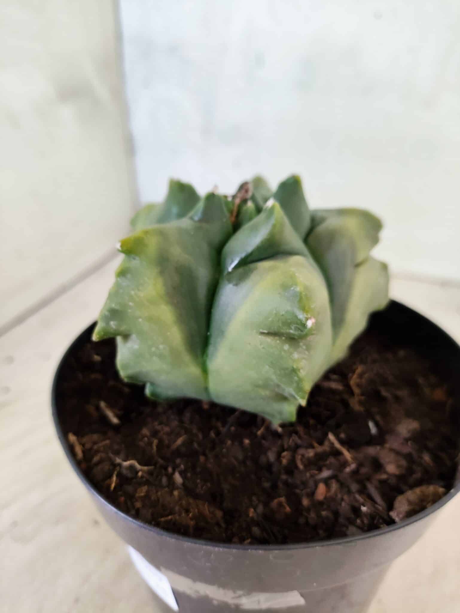 MATRIZ ASTROPHYTUM Myriostigma FUKURYU "VARIEGATA" Nº 1089 – vaso 15 - foto 9