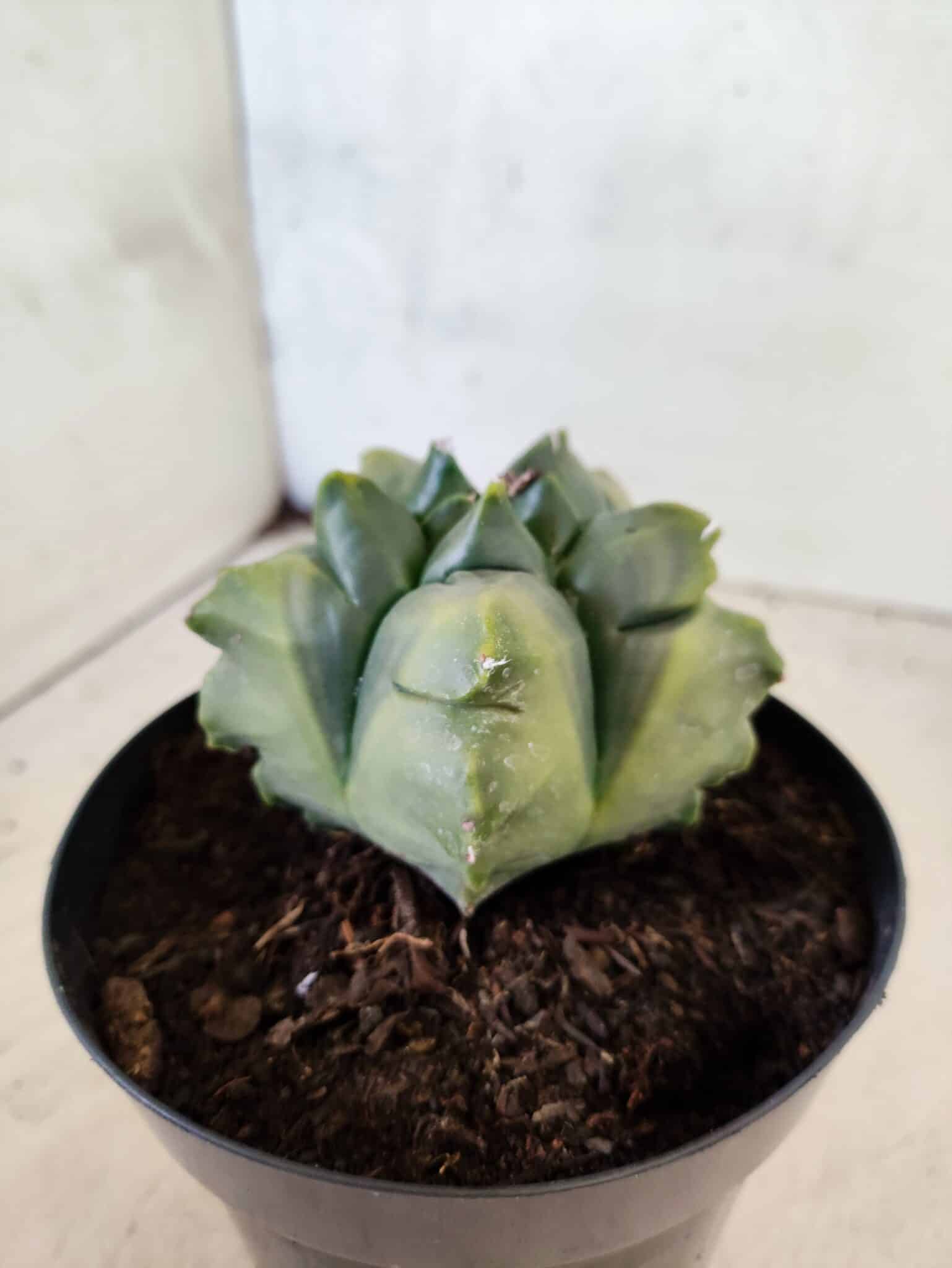 MATRIZ ASTROPHYTUM Myriostigma FUKURYU "VARIEGATA" Nº 1089 – vaso 15 - foto 8