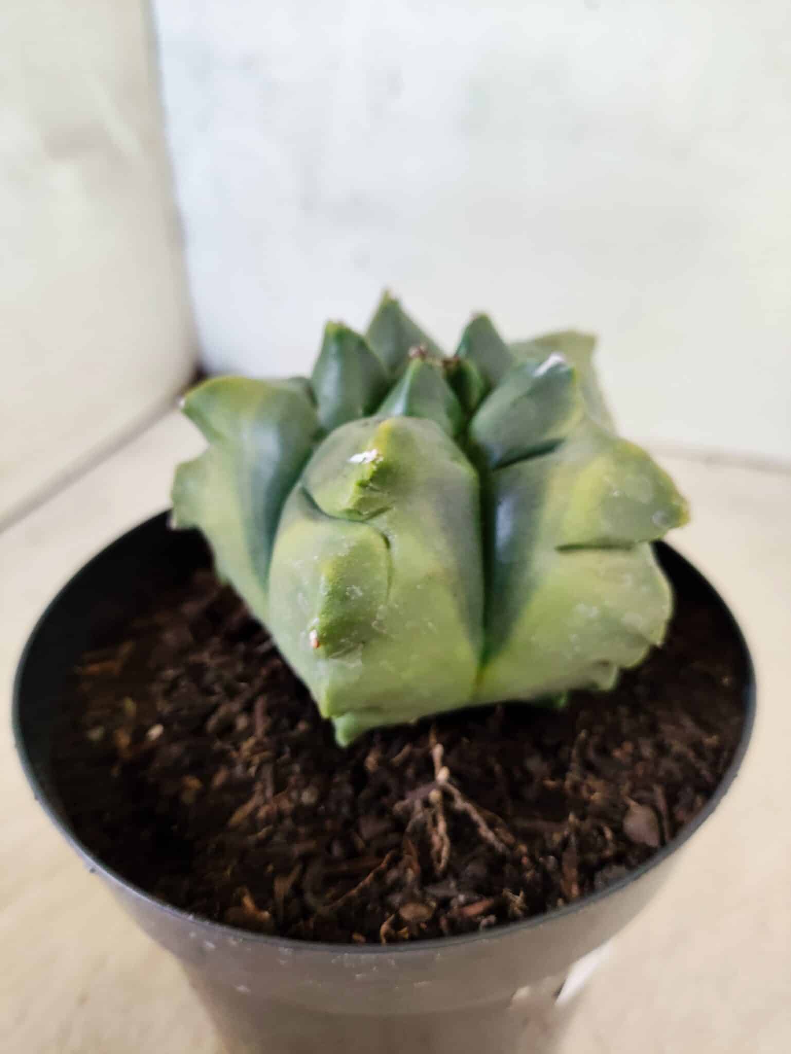 MATRIZ ASTROPHYTUM Myriostigma FUKURYU "VARIEGATA" Nº 1089 – vaso 15 - foto 6