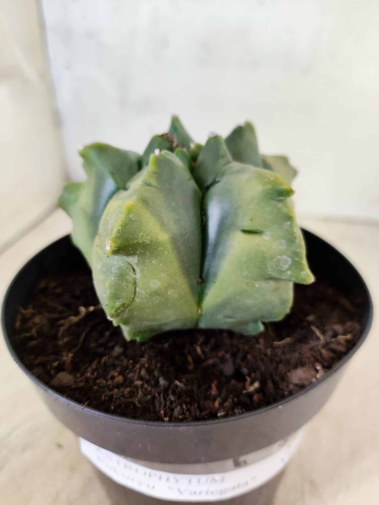 MATRIZ ASTROPHYTUM Myriostigma FUKURYU "VARIEGATA" Nº 1089 – vaso 15 - foto 7