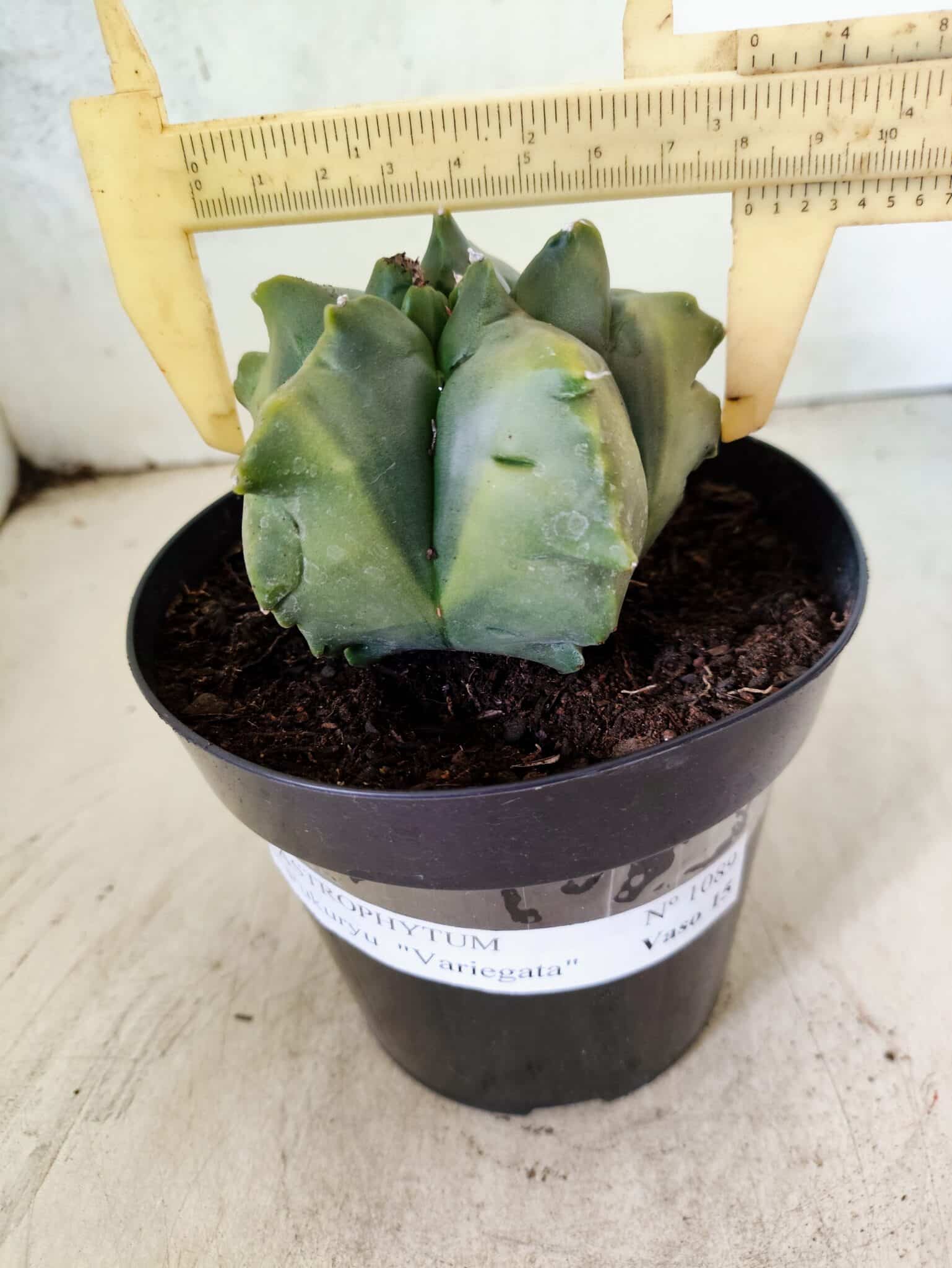 MATRIZ ASTROPHYTUM Myriostigma FUKURYU "VARIEGATA" Nº 1089 – vaso 15 - foto 4
