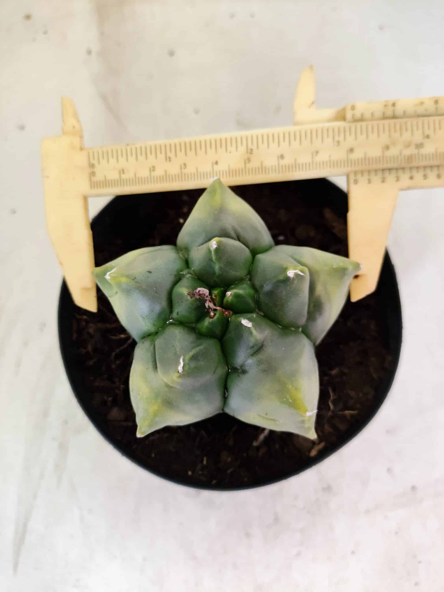 MATRIZ ASTROPHYTUM Myriostigma FUKURYU "VARIEGATA" Nº 1089 – vaso 15 - foto 5