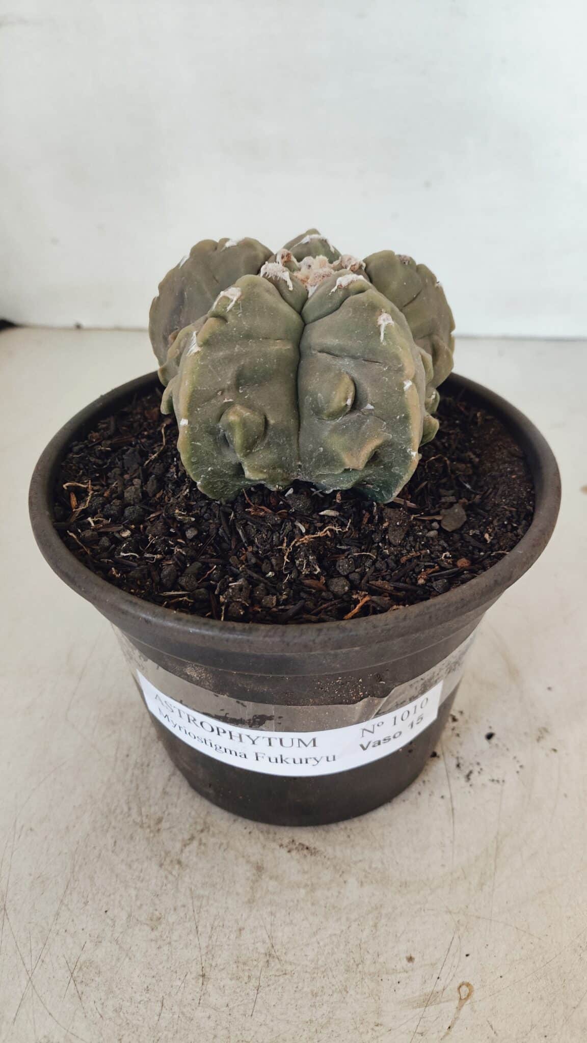 ASTROPHYTUM MYRIOSTIGMA cv FUKURYU  Nº 1010 – vaso 15