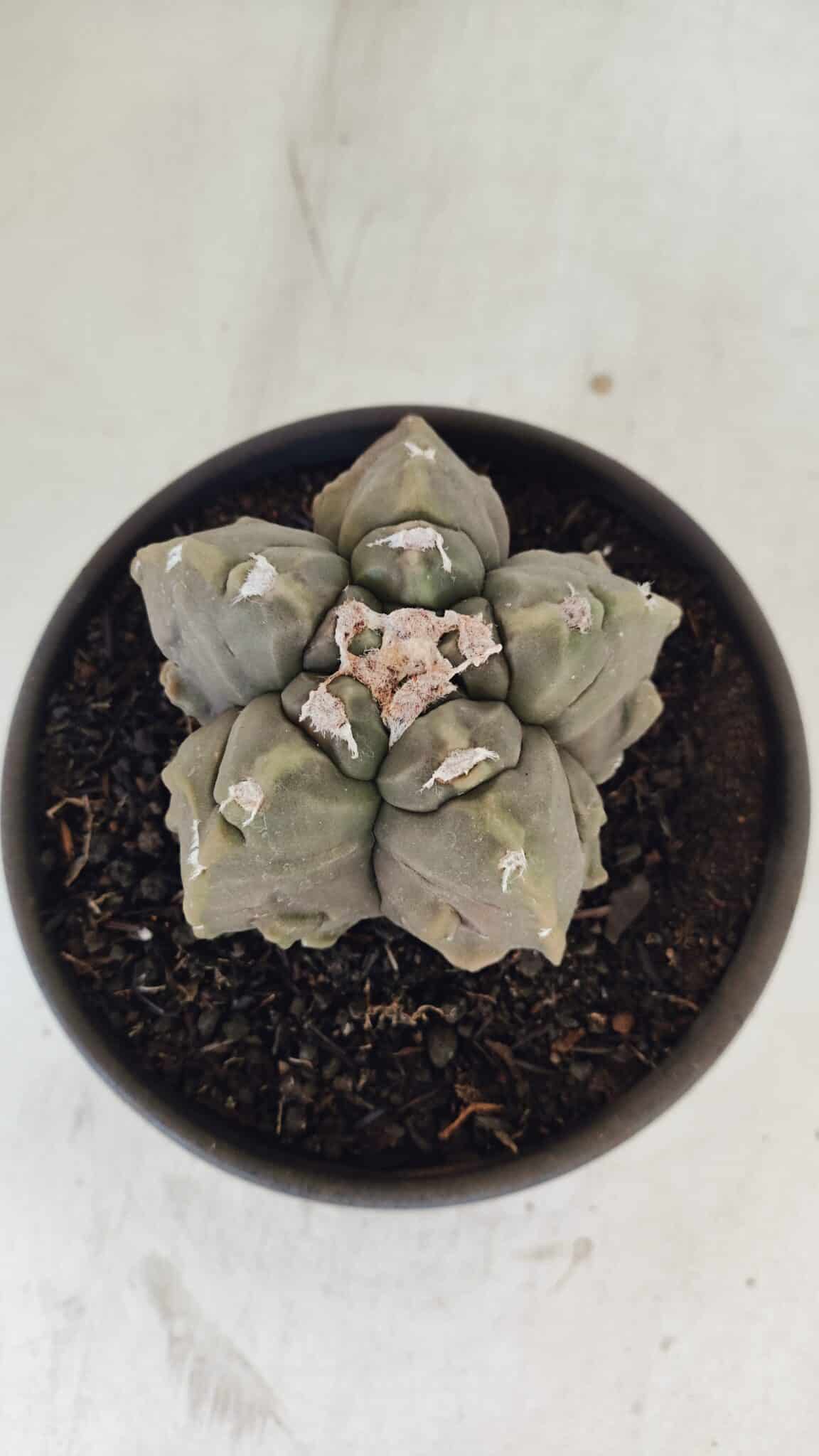 ASTROPHYTUM MYRIOSTIGMA cv FUKURYU  Nº 1010 – vaso 15