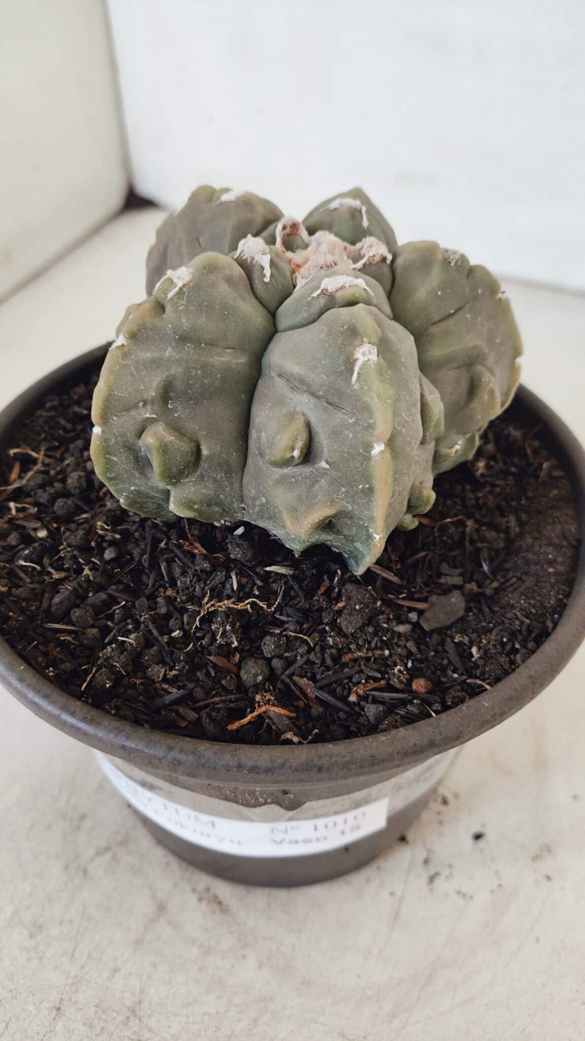 ASTROPHYTUM MYRIOSTIGMA cv FUKURYU  Nº 1010 – vaso 15