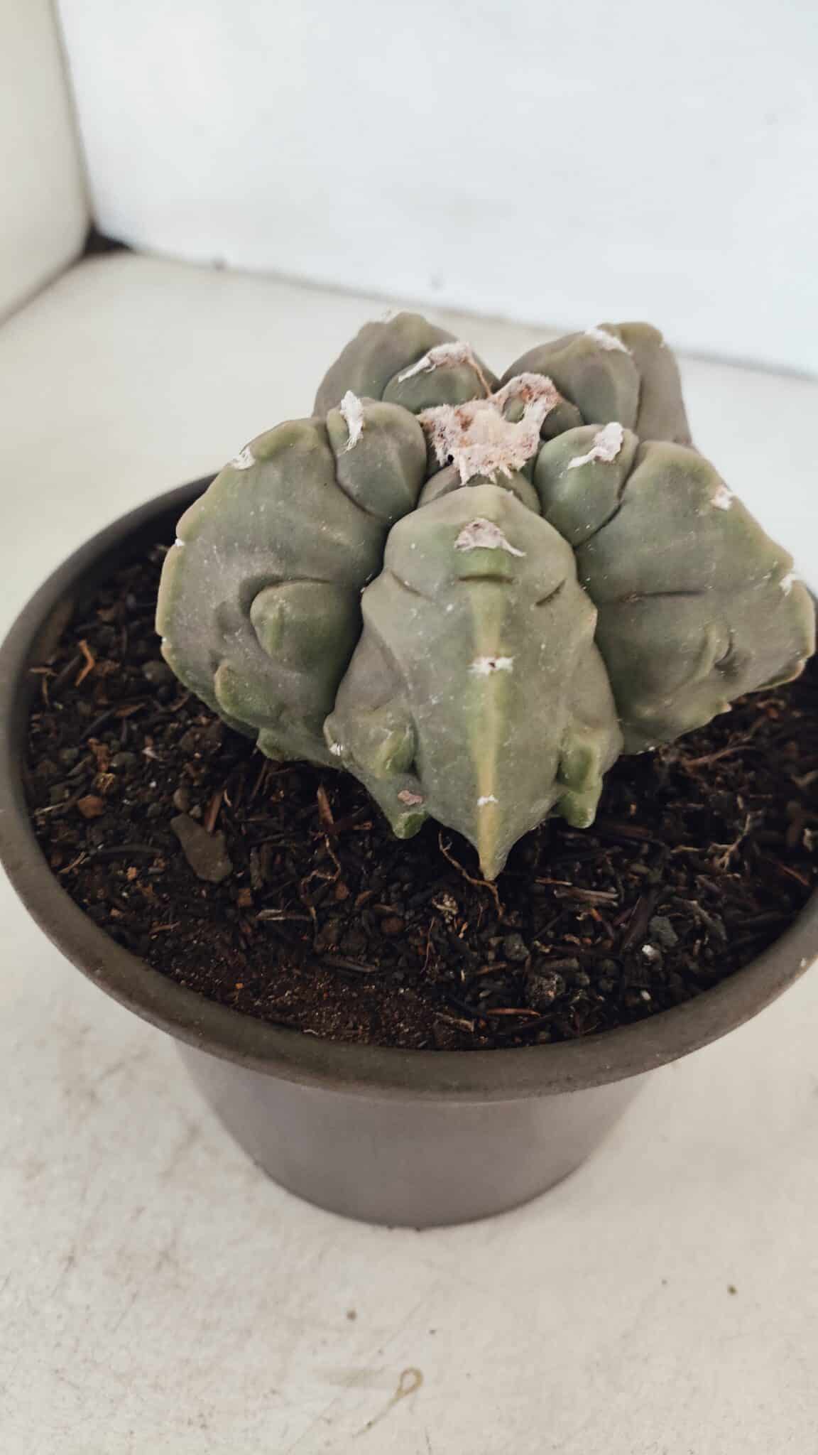 ASTROPHYTUM MYRIOSTIGMA cv FUKURYU  Nº 1010 – vaso 15