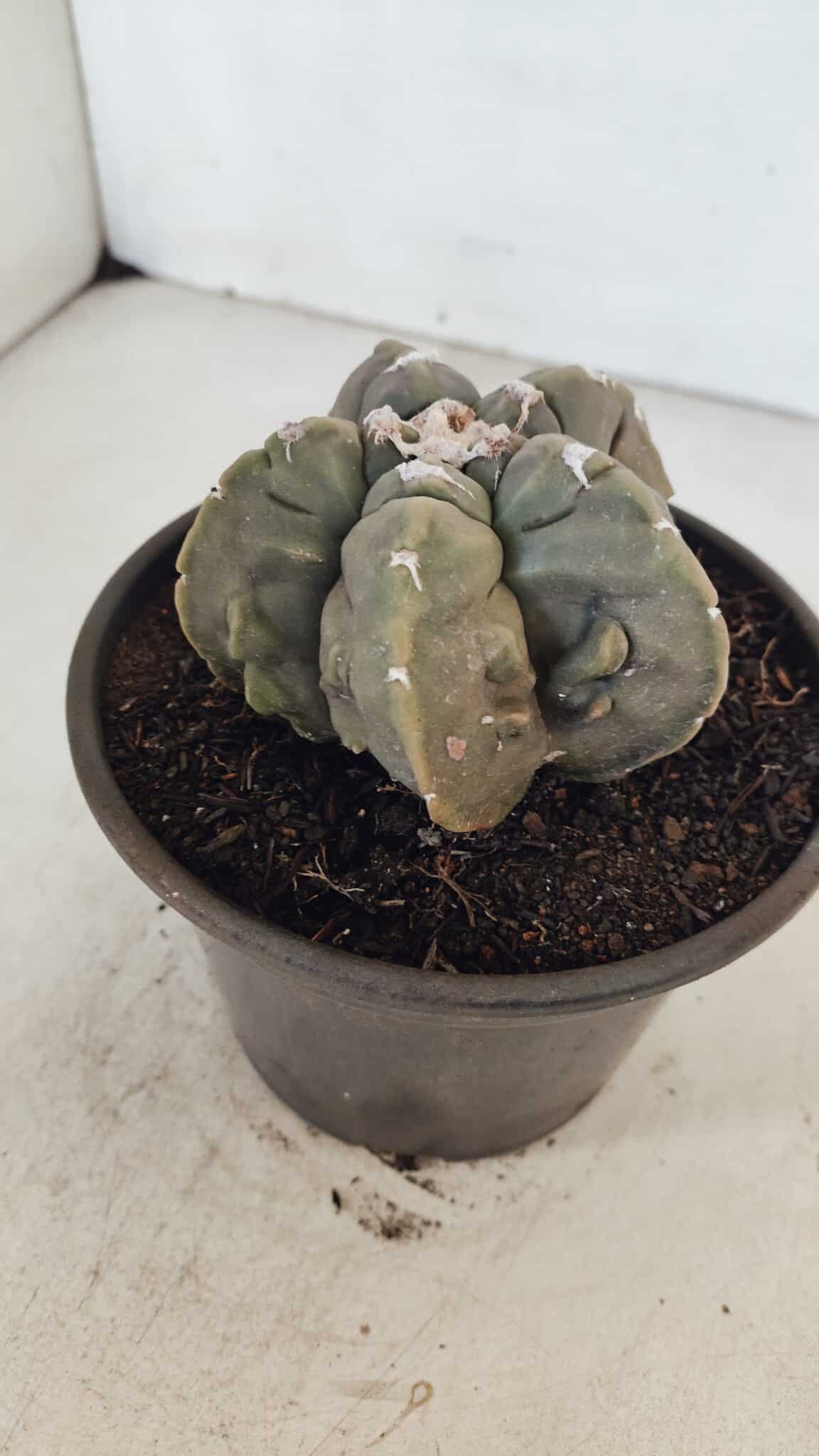 ASTROPHYTUM MYRIOSTIGMA cv FUKURYU  Nº 1010 – vaso 15