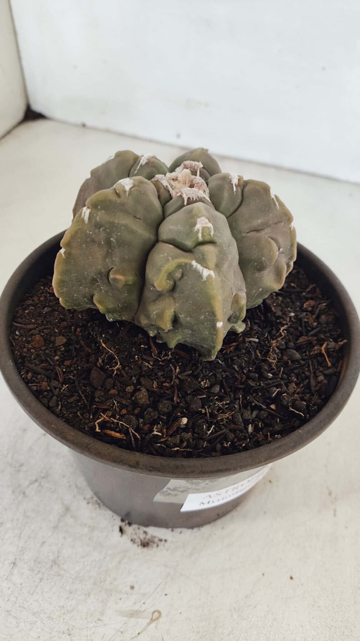 ASTROPHYTUM MYRIOSTIGMA cv FUKURYU  Nº 1010 – vaso 15