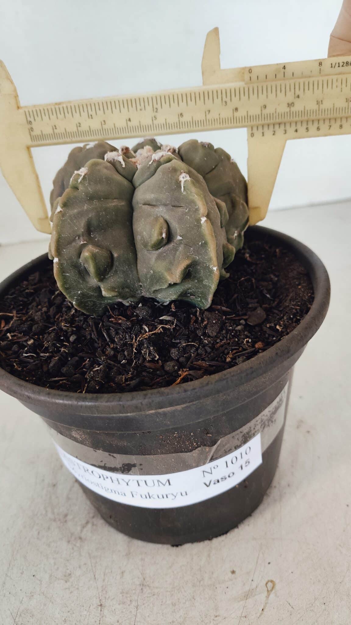 ASTROPHYTUM MYRIOSTIGMA cv FUKURYU  Nº 1010 – vaso 15