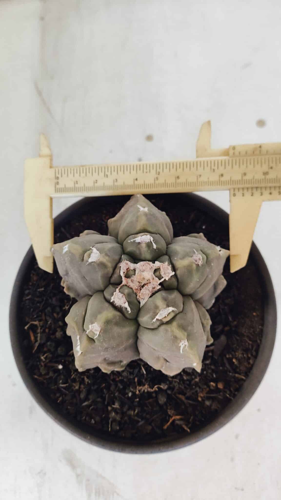 ASTROPHYTUM MYRIOSTIGMA cv FUKURYU  Nº 1010 – vaso 15
