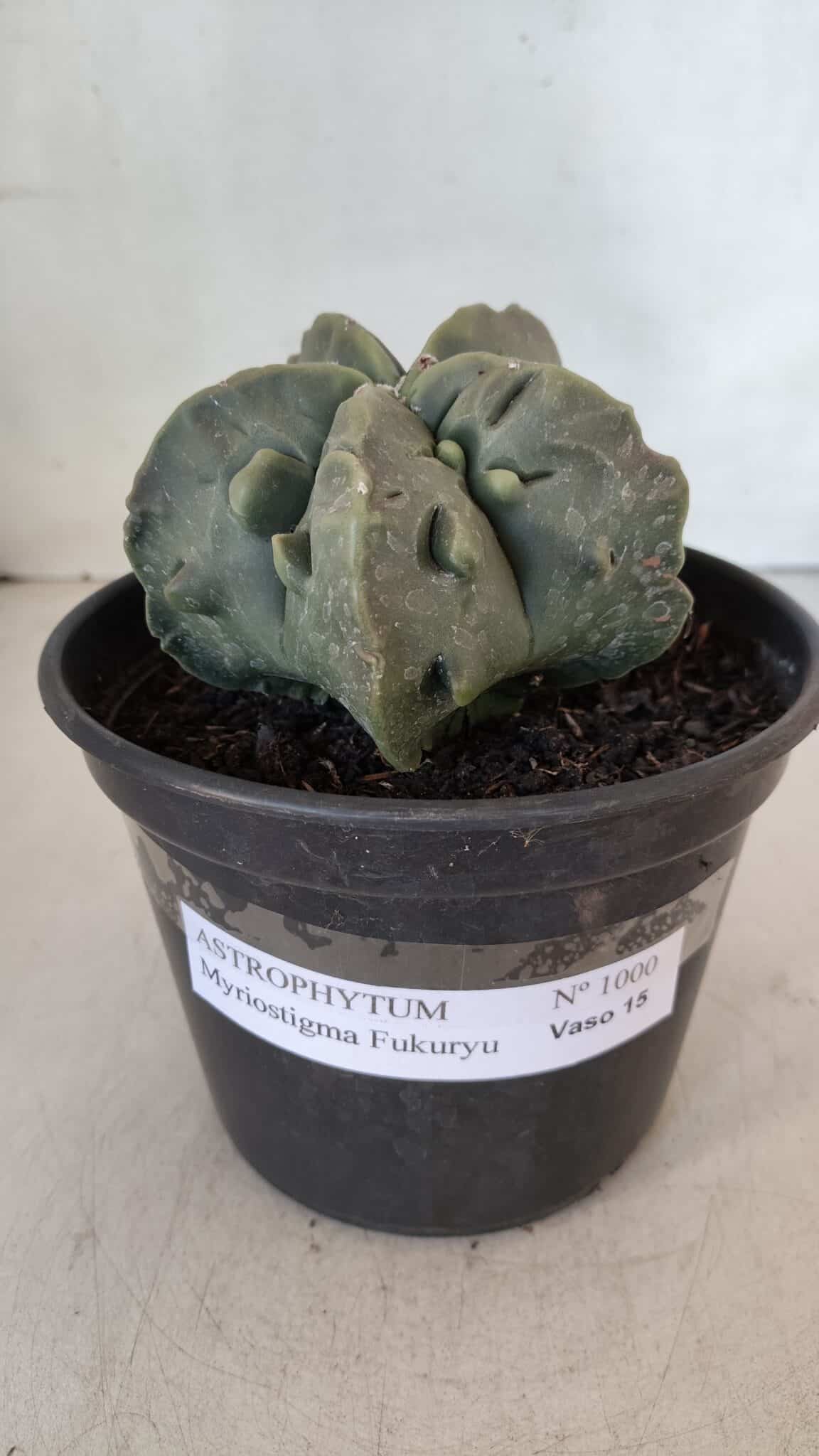 ASTROPHYTUM MYRIOSTIGMA cv FUKURYU Nudum  Nº 1000 – vaso 15