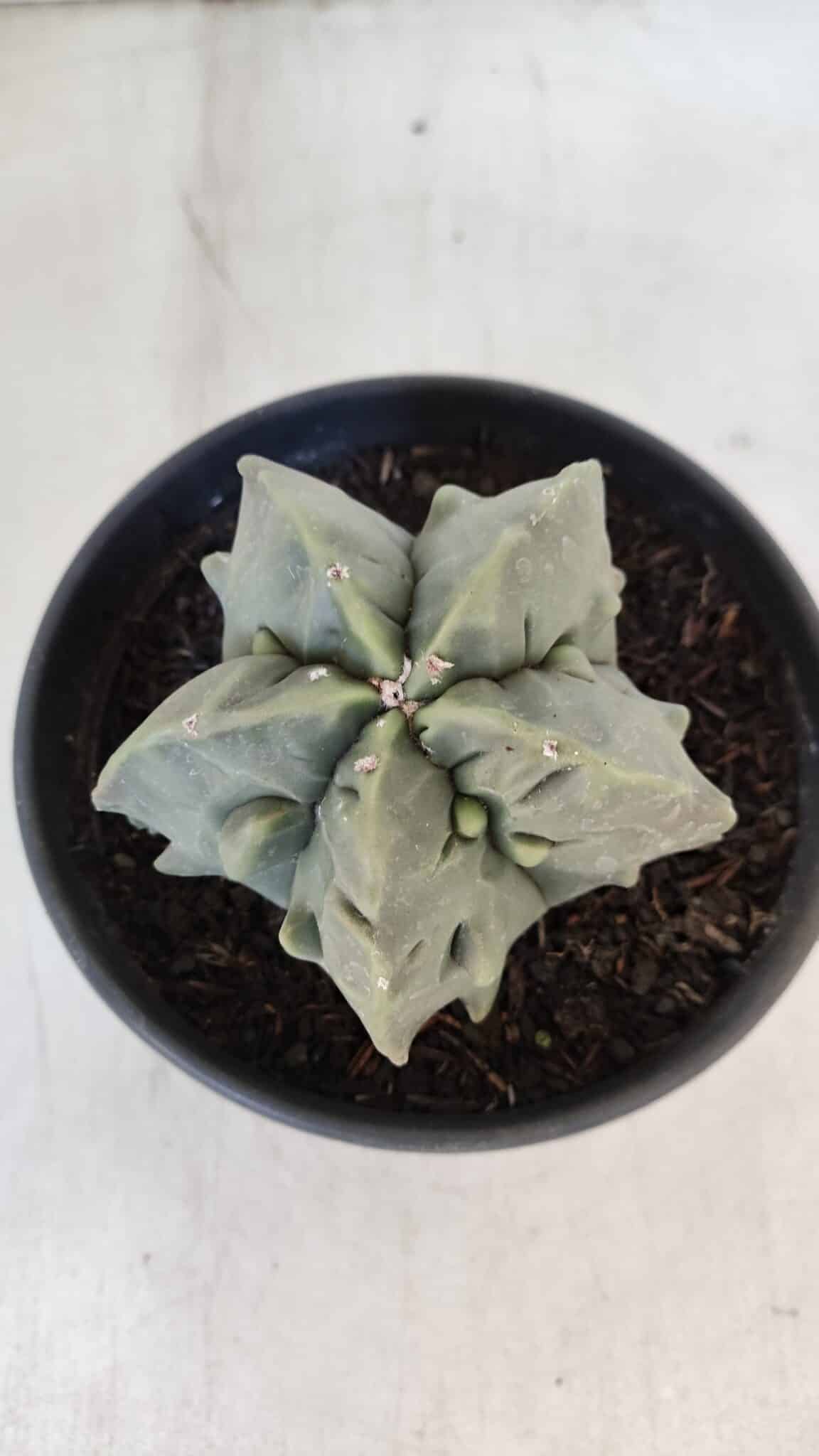 ASTROPHYTUM MYRIOSTIGMA cv FUKURYU Nudum  Nº 1000 – vaso 15