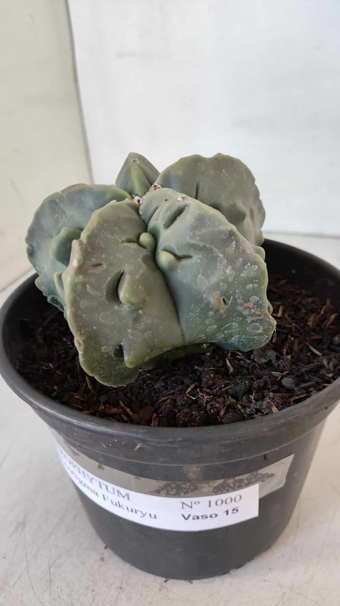 ASTROPHYTUM MYRIOSTIGMA cv FUKURYU Nudum  Nº 1000 – vaso 15