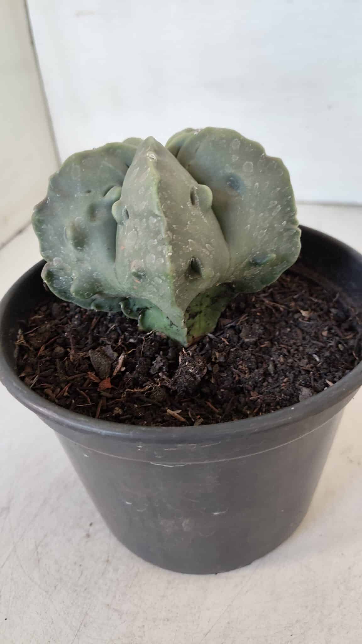 ASTROPHYTUM MYRIOSTIGMA cv FUKURYU Nudum  Nº 1000 – vaso 15