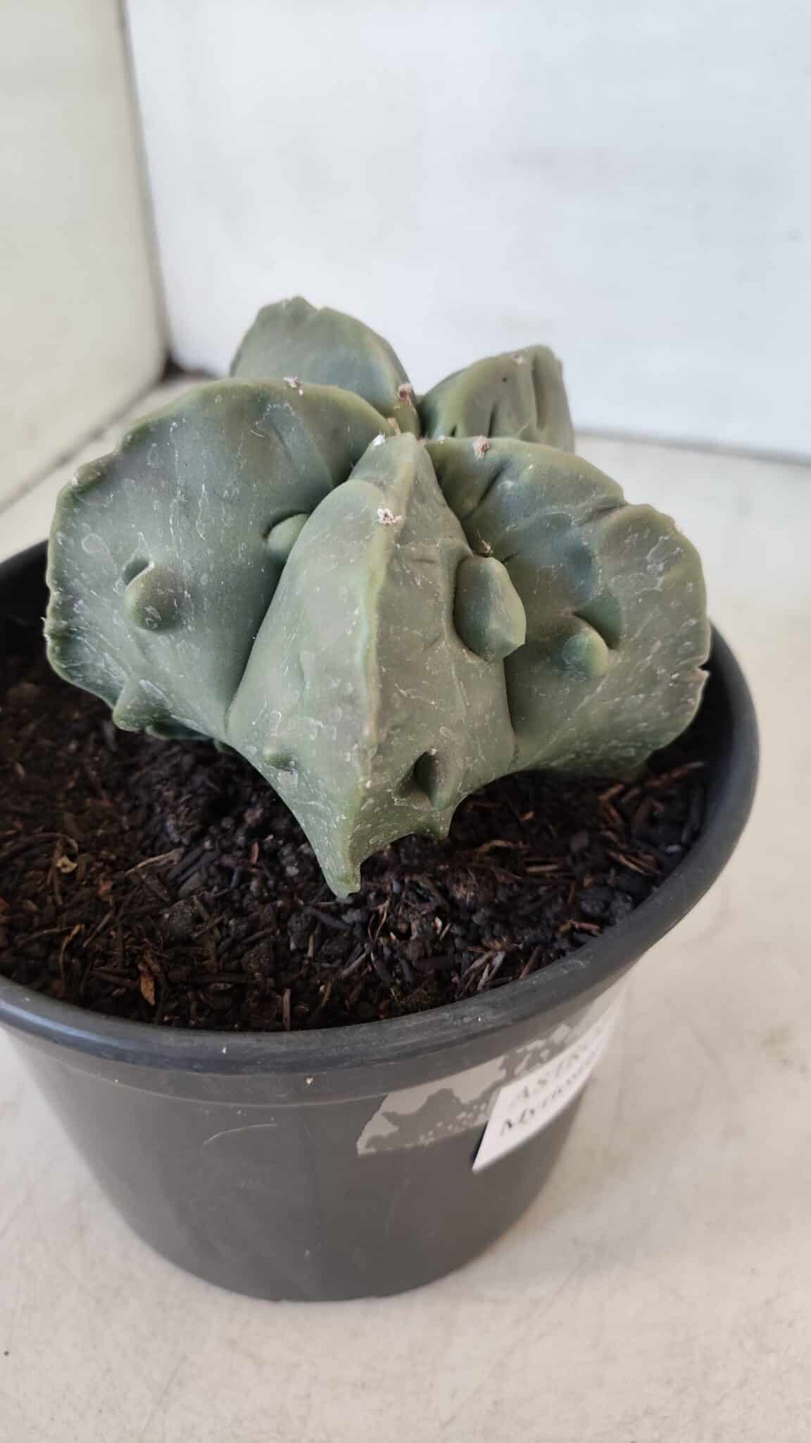 ASTROPHYTUM MYRIOSTIGMA cv FUKURYU Nudum  Nº 1000 – vaso 15