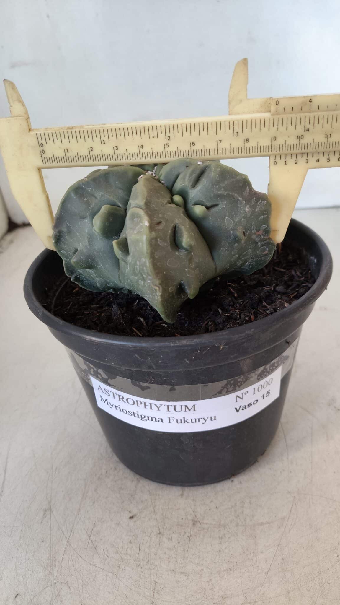ASTROPHYTUM MYRIOSTIGMA cv FUKURYU Nudum  Nº 1000 – vaso 15